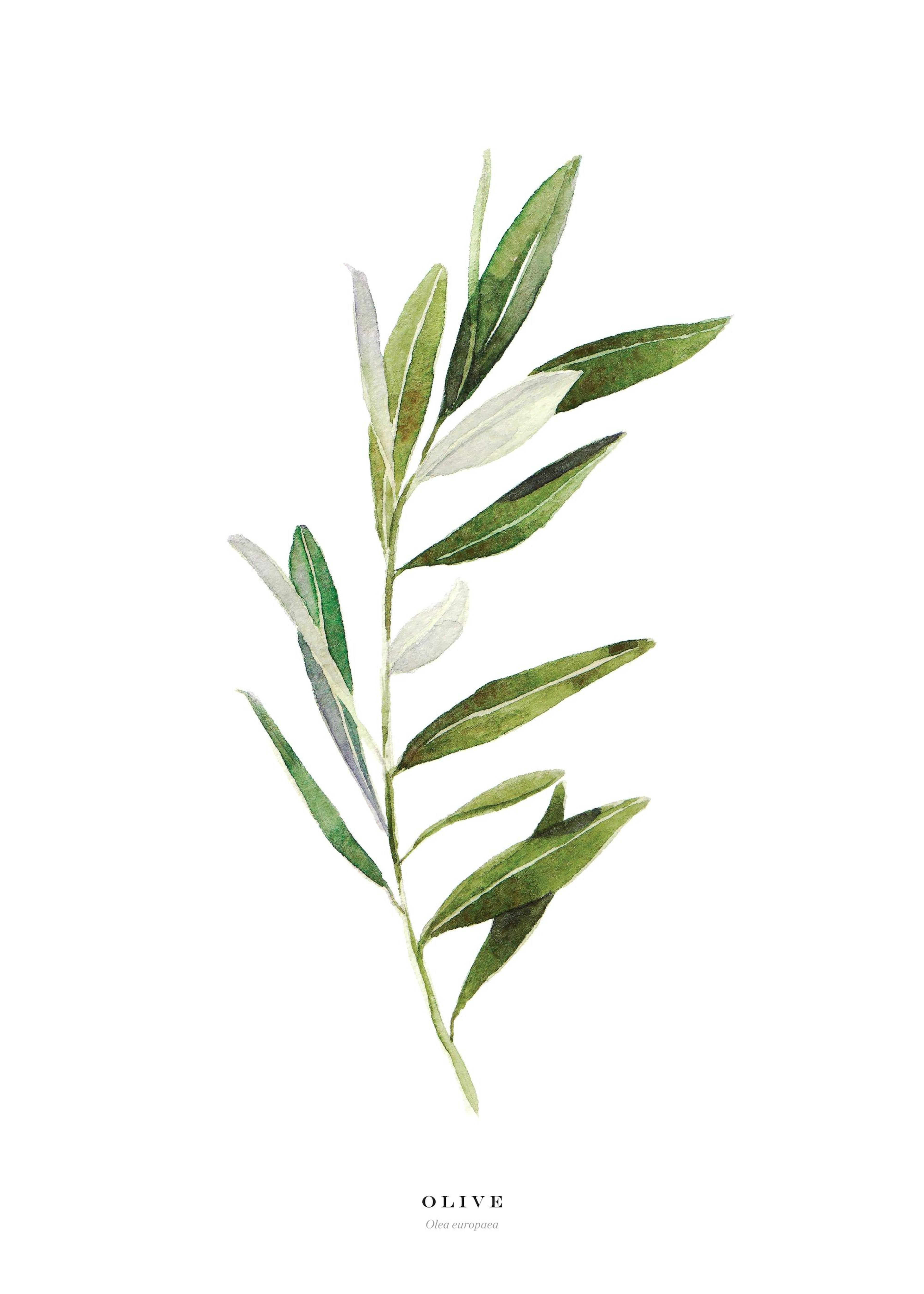 Olive Poster 0