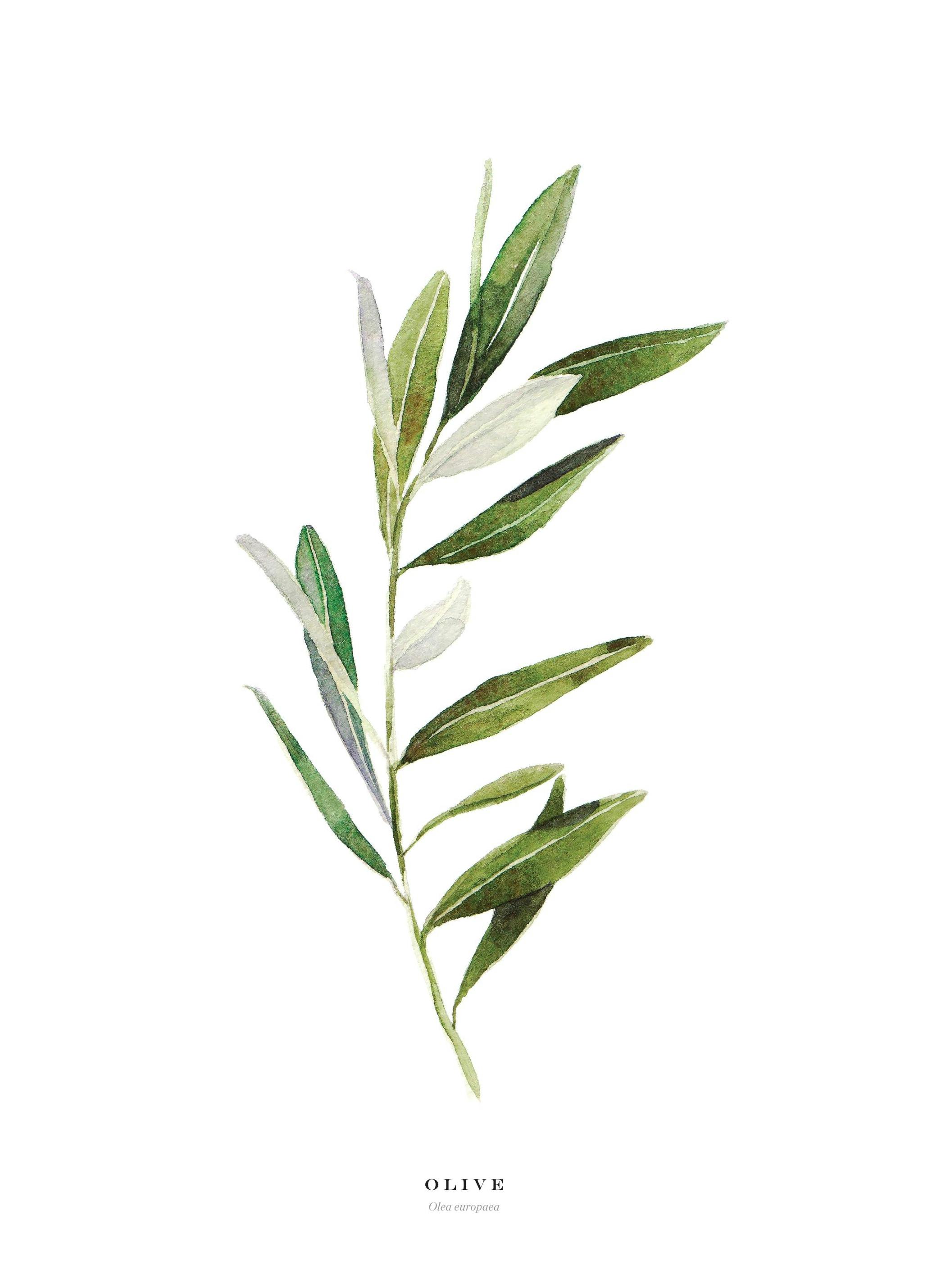 Olive. Poster (50x70 cm) - Poster Store