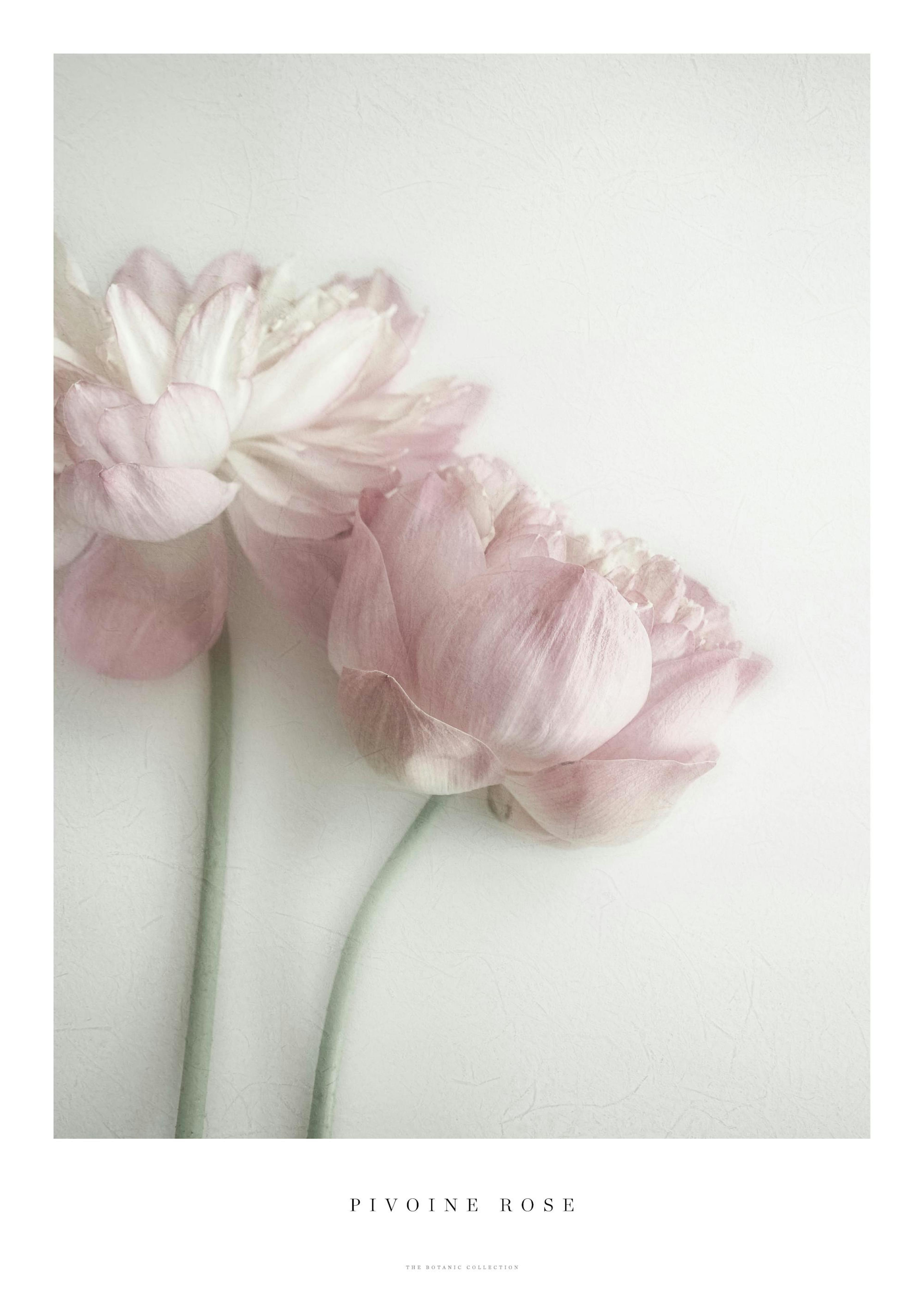 Rosa Pfingstrose Poster 0