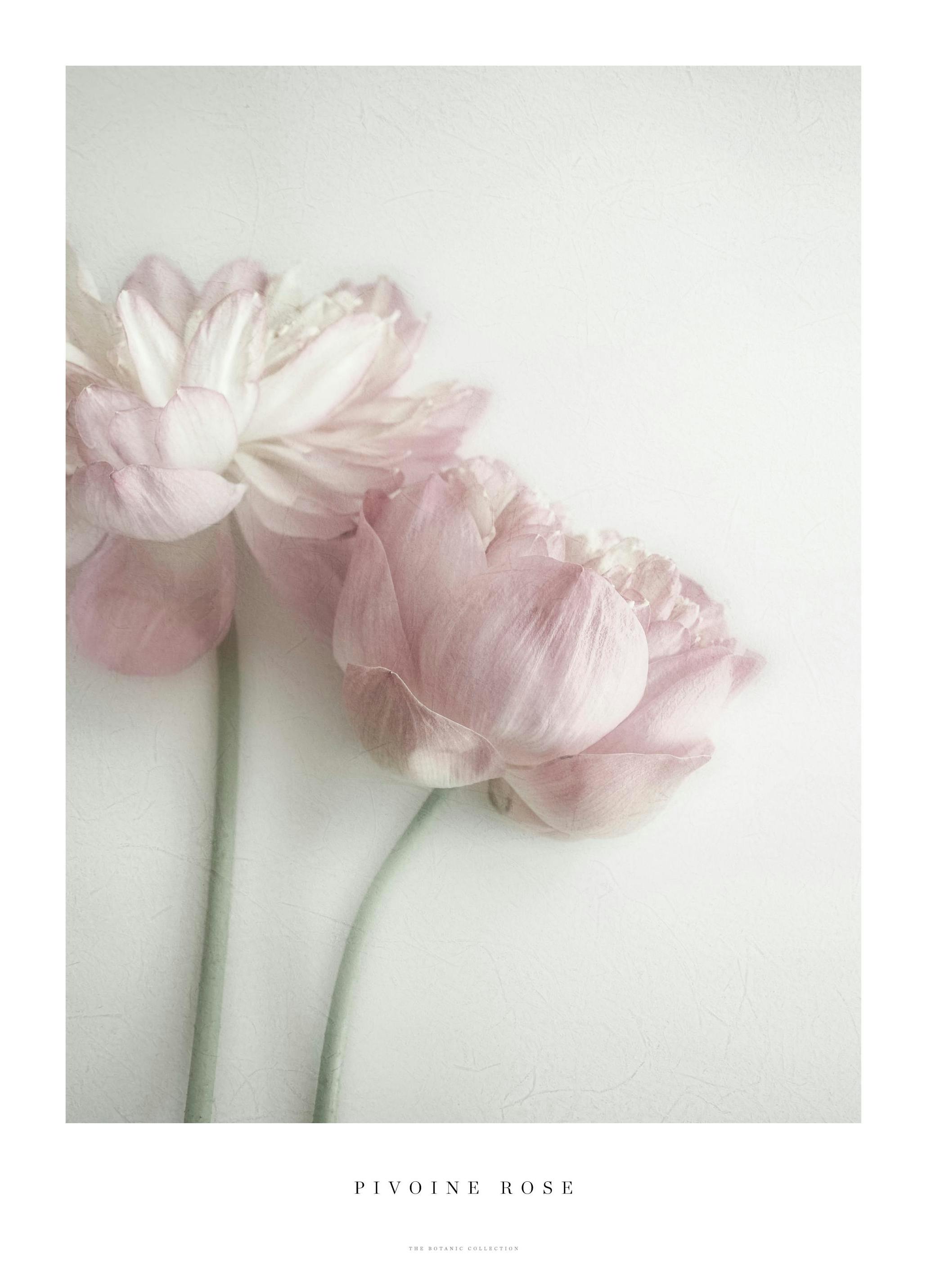 Rosa Pion Poster (50x70 cm) - Poster Store