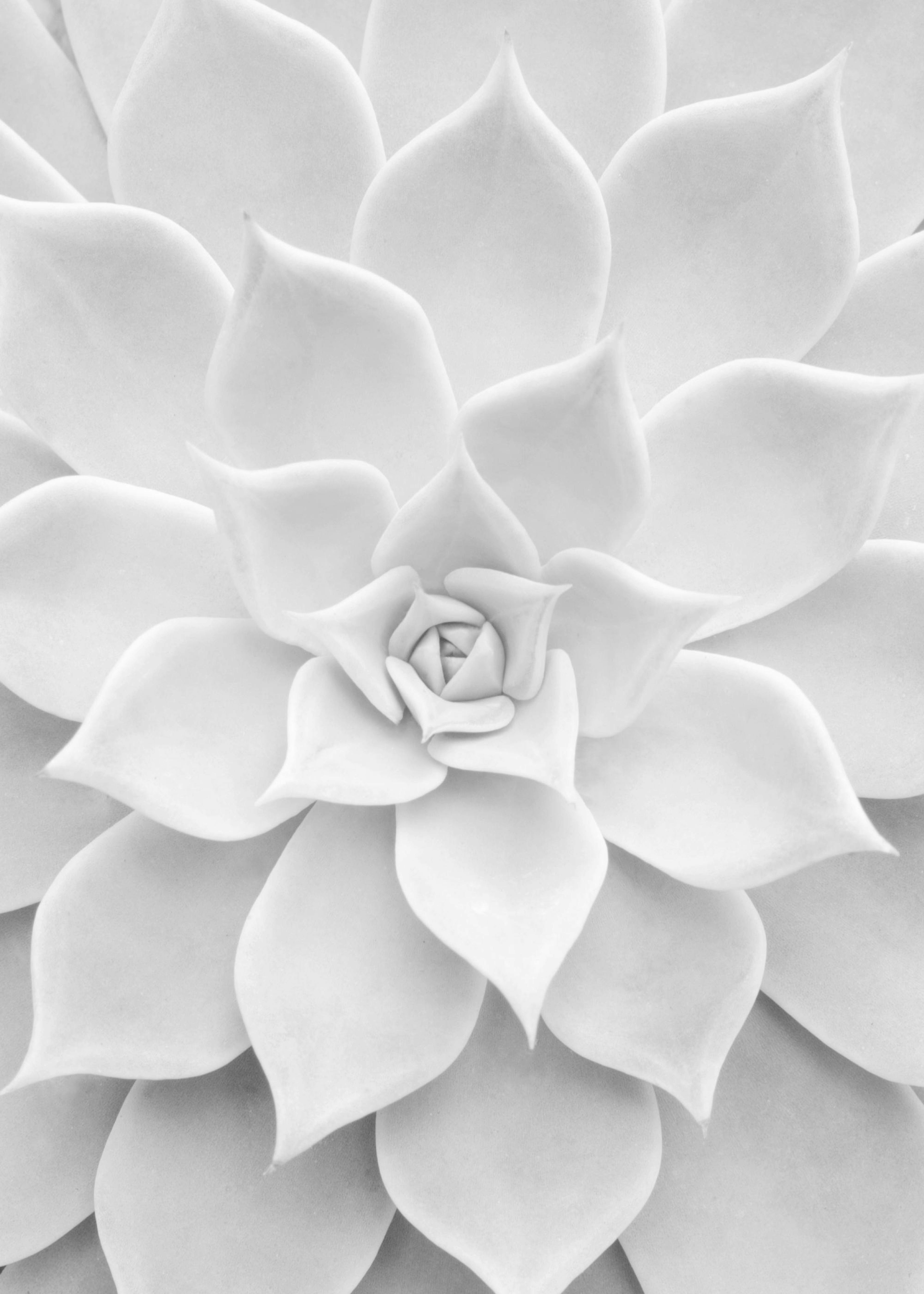 Succulent Poster 0