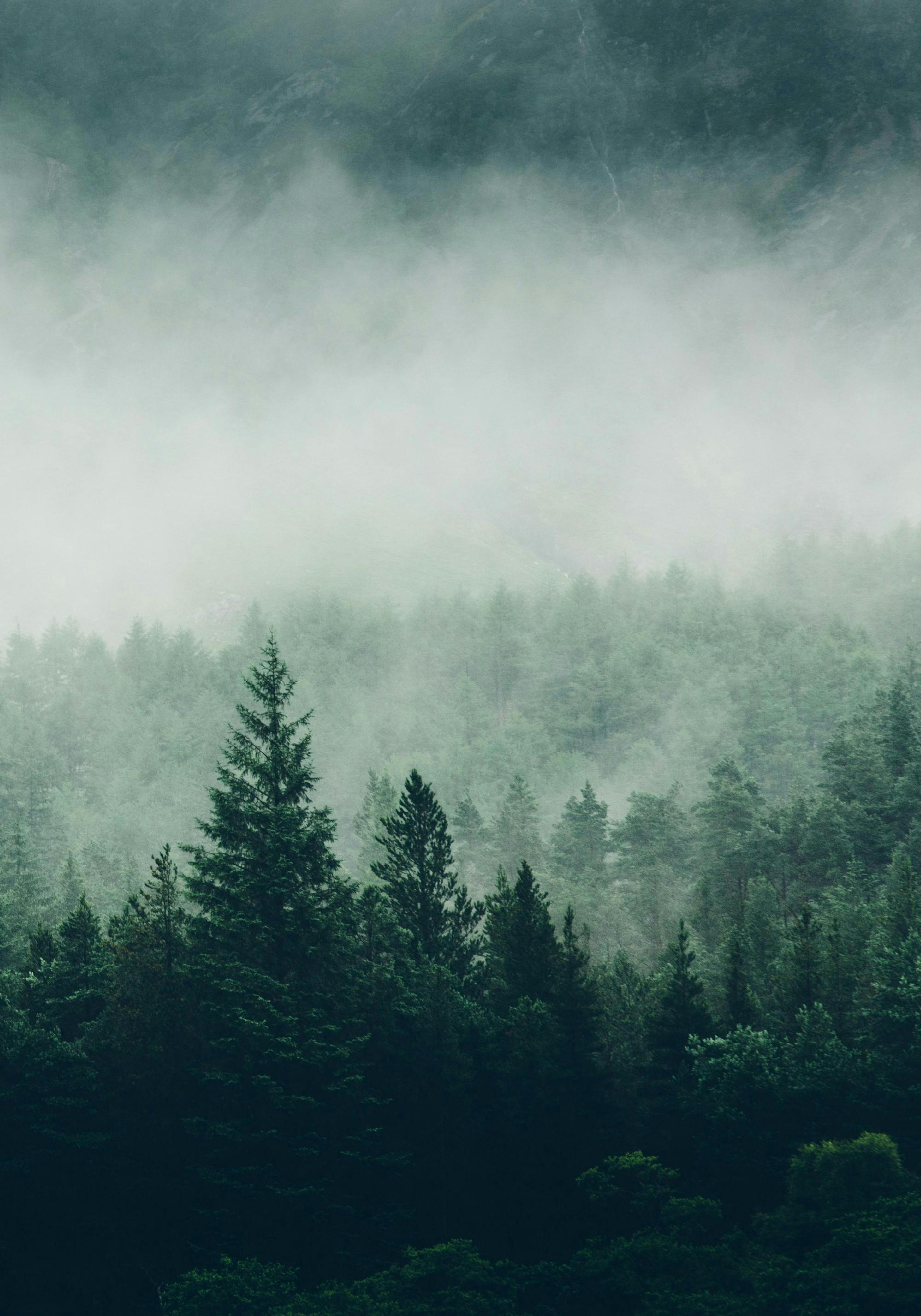 Tree Top Fog Poster thumbnail