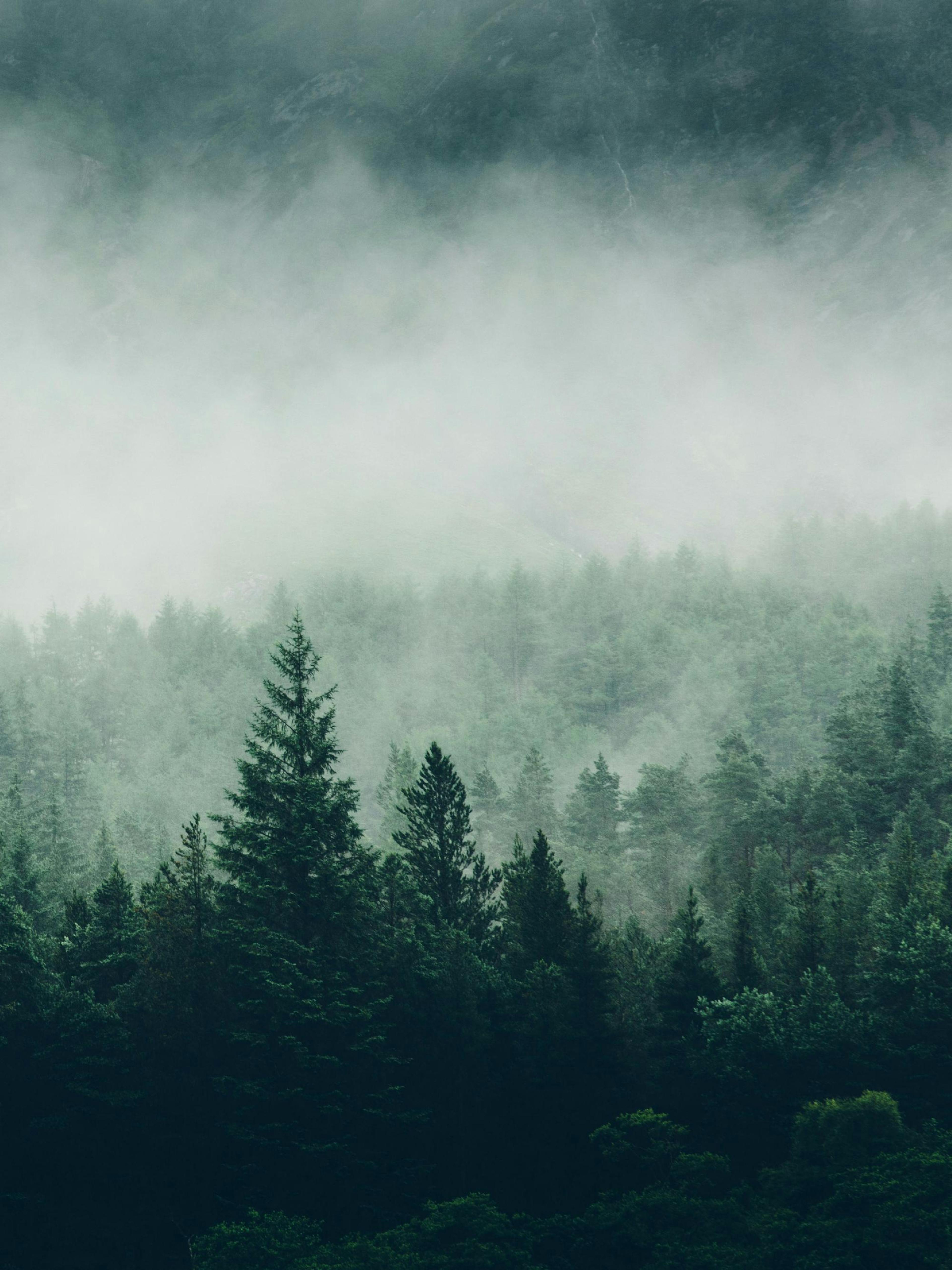 Tree Top Fog. Poster thumbnail