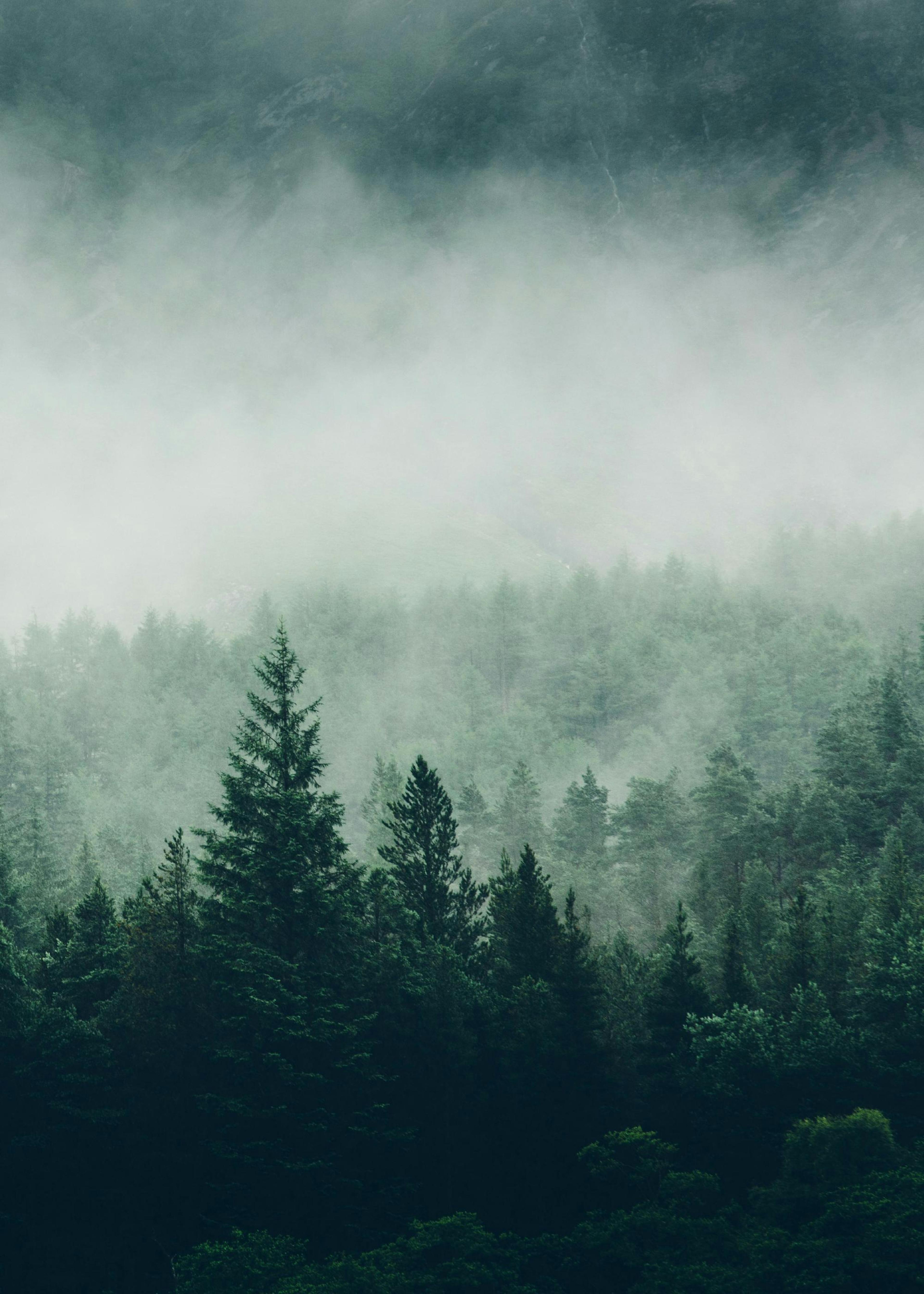 Tree Top Fog Poster 0