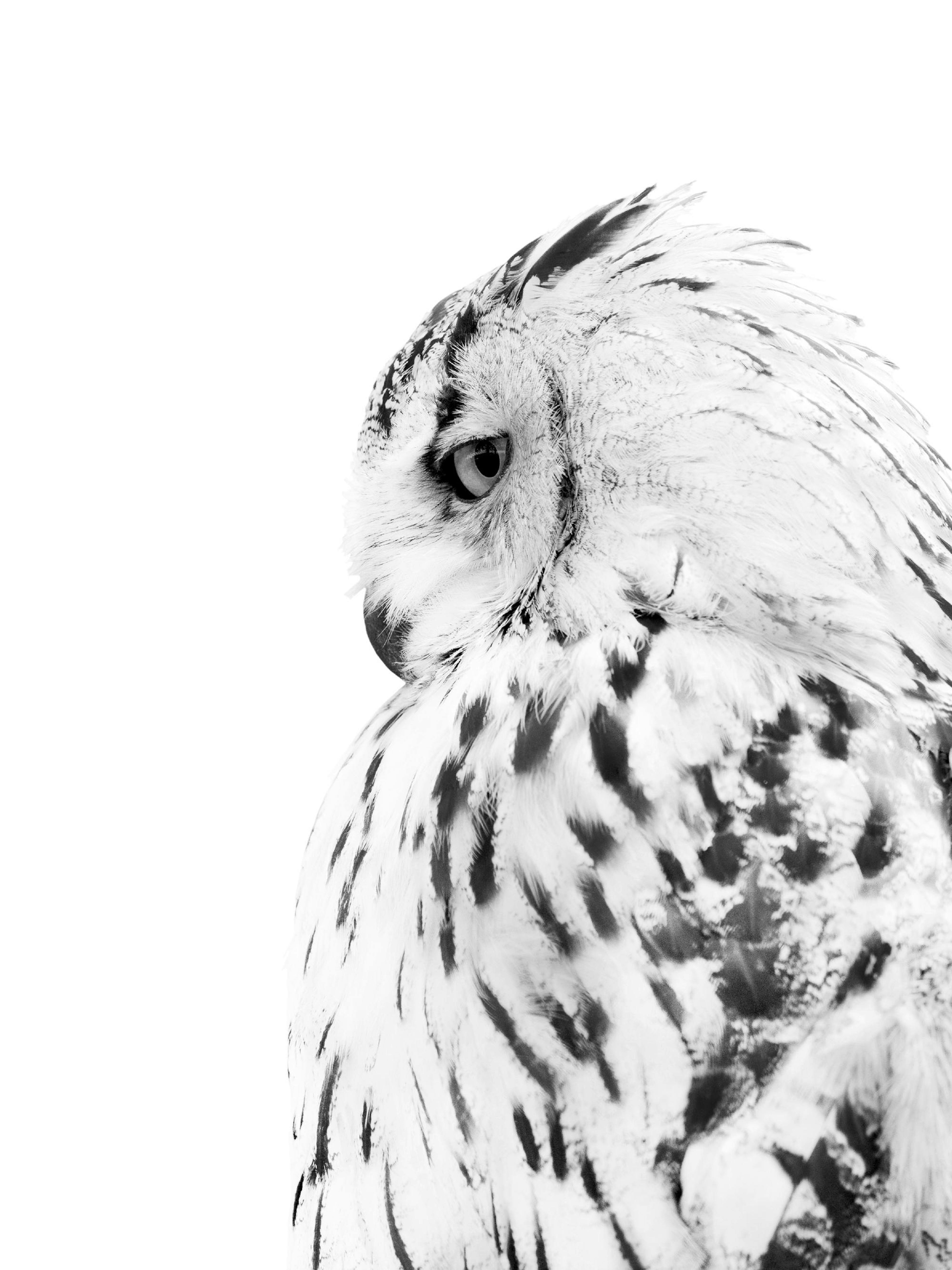 Owl Poster 0