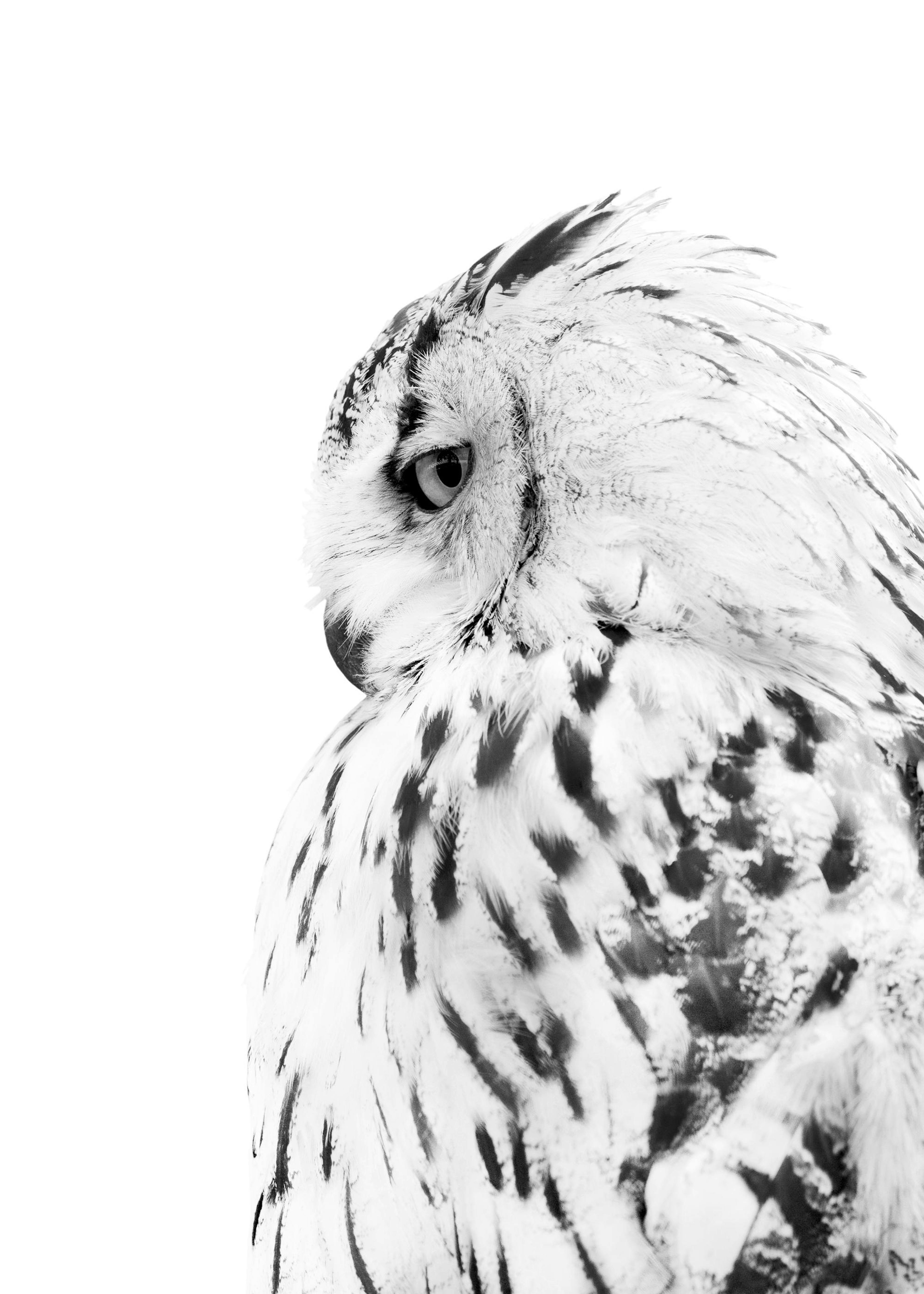 Owl Poster 0