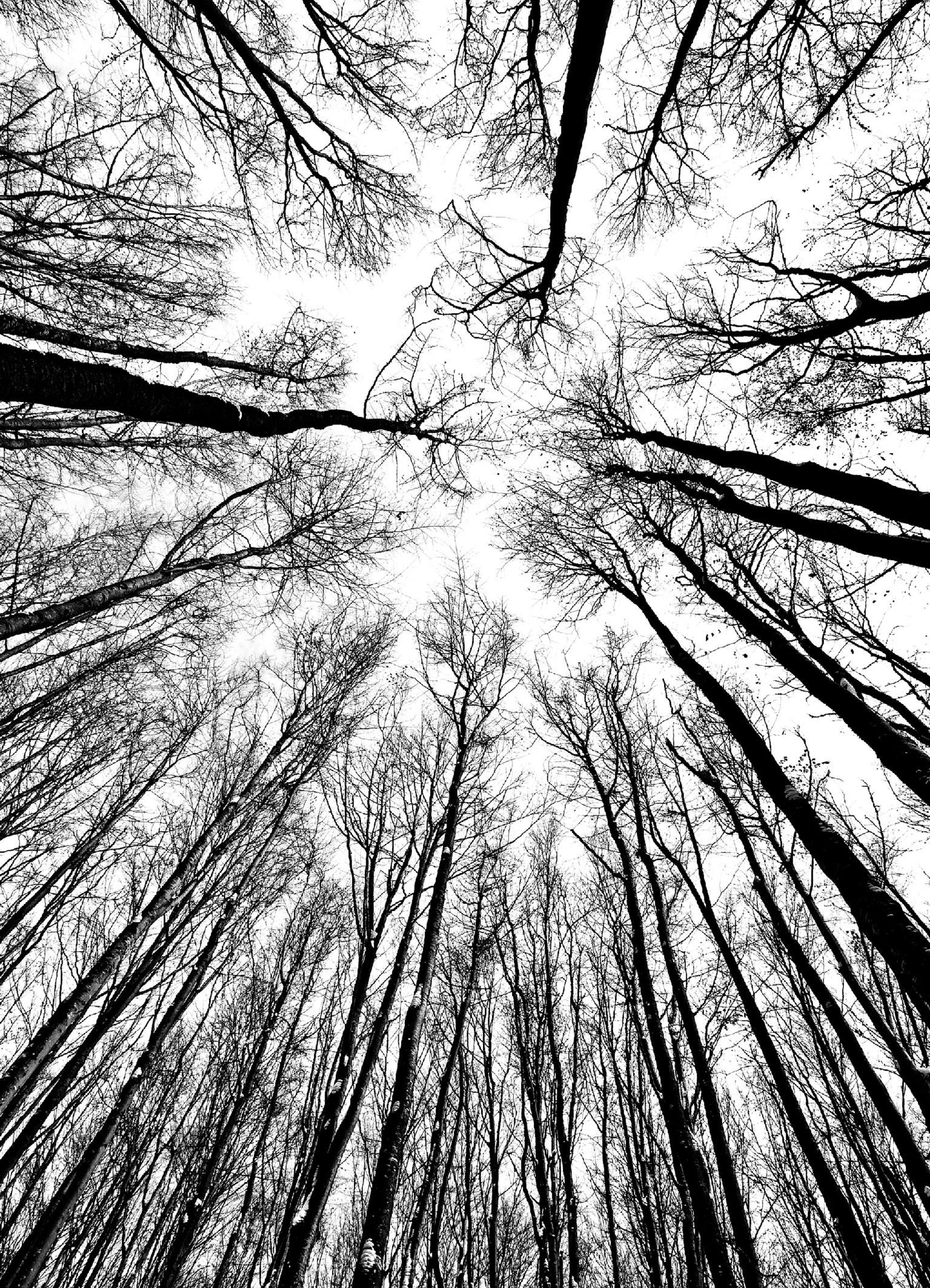Treetops Poster thumbnail