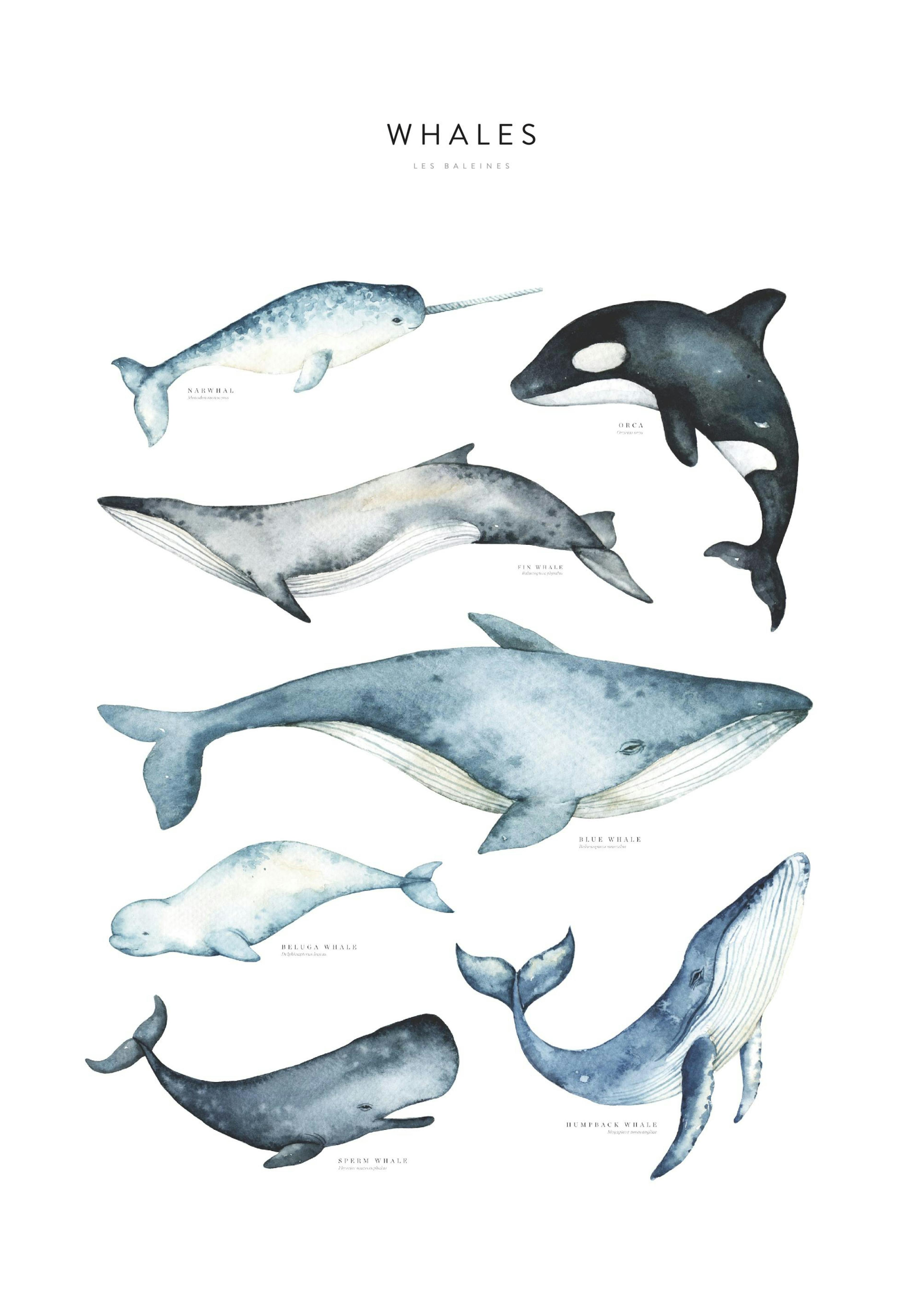 Whales. Poster thumbnail