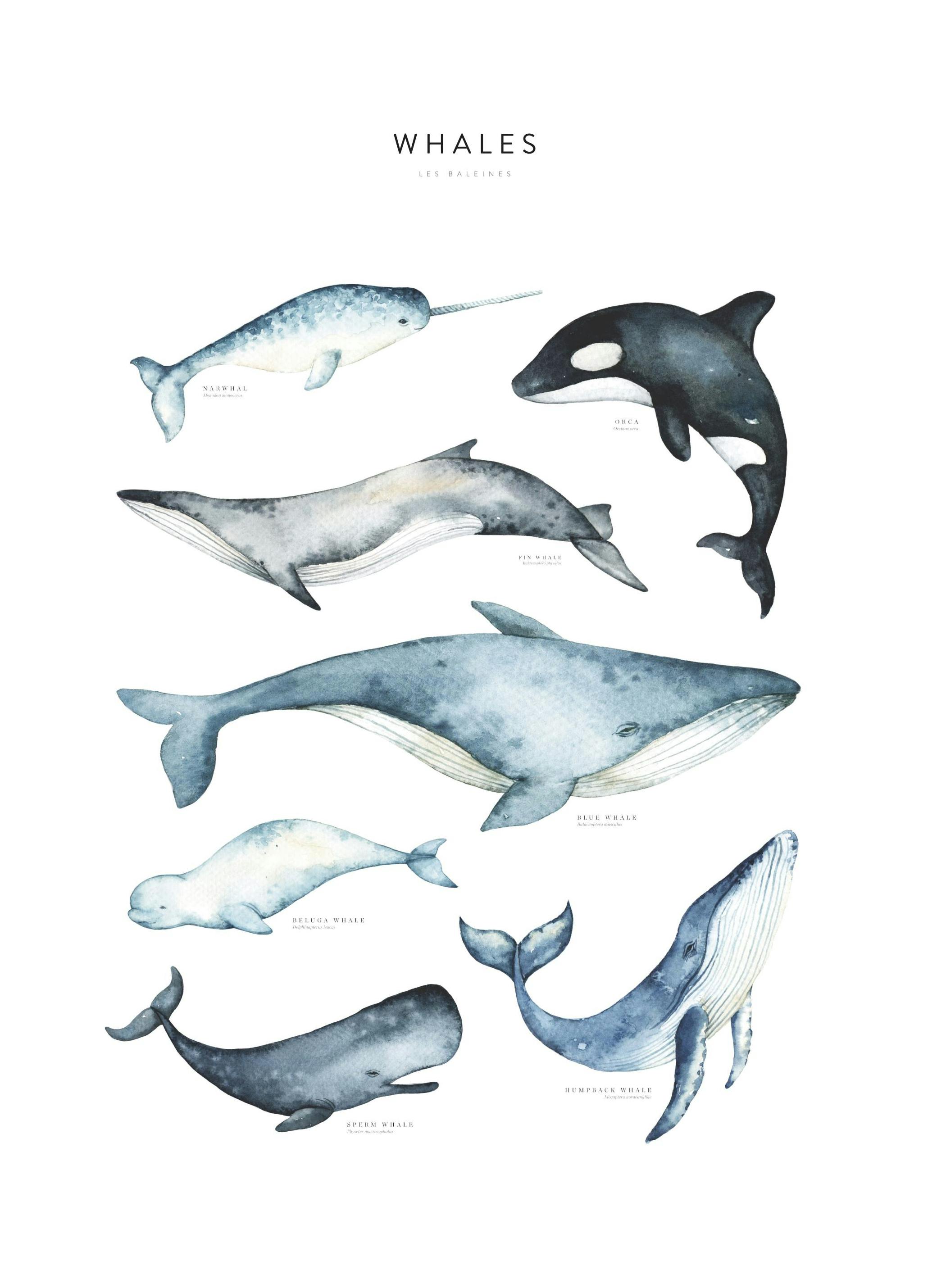Whales Poster (50x70 cm) - Poster Store