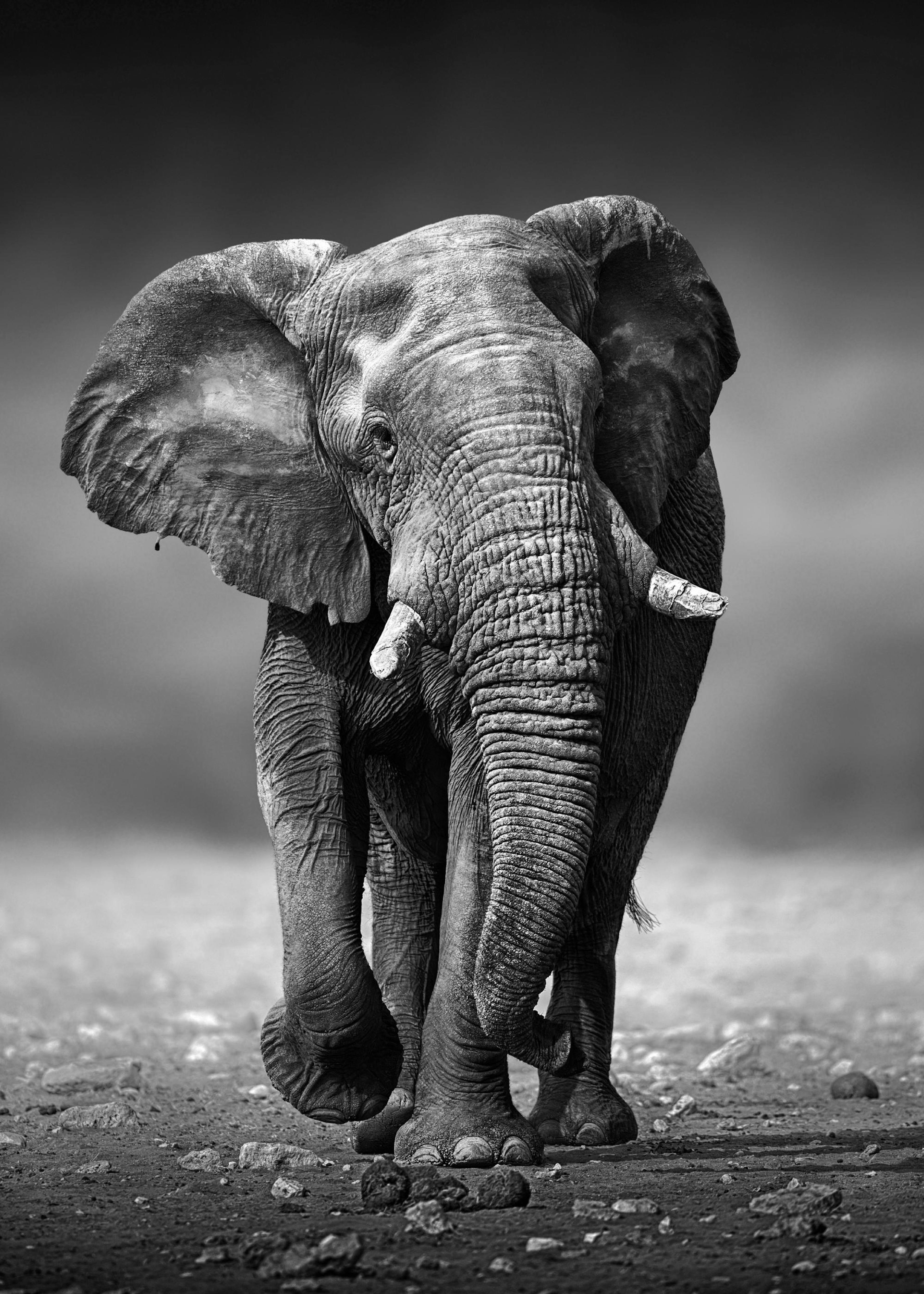 À pas d'Élephant. Poster 0