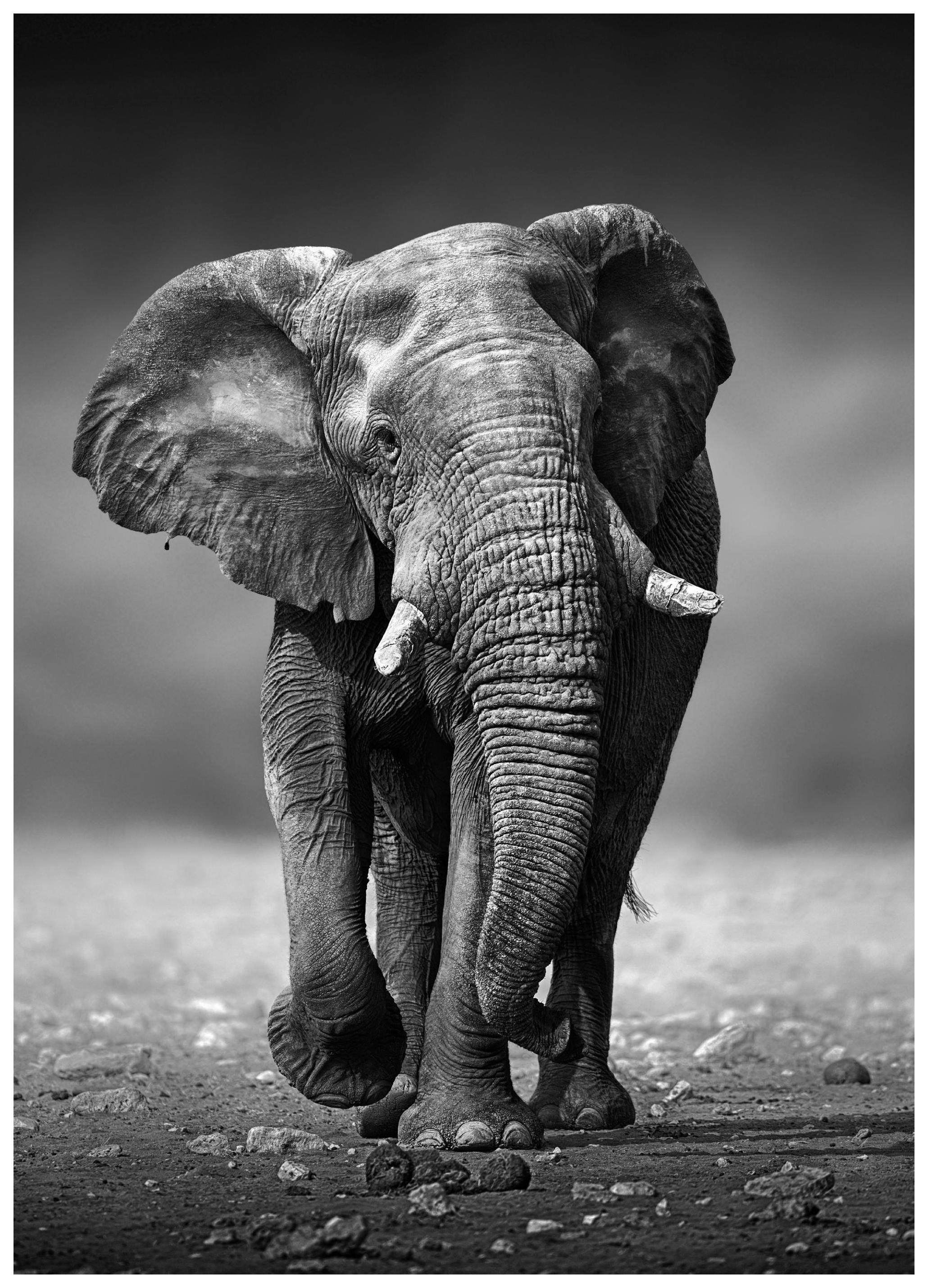 Majestic Elephant Poster (21x30 cm) - Poster Store