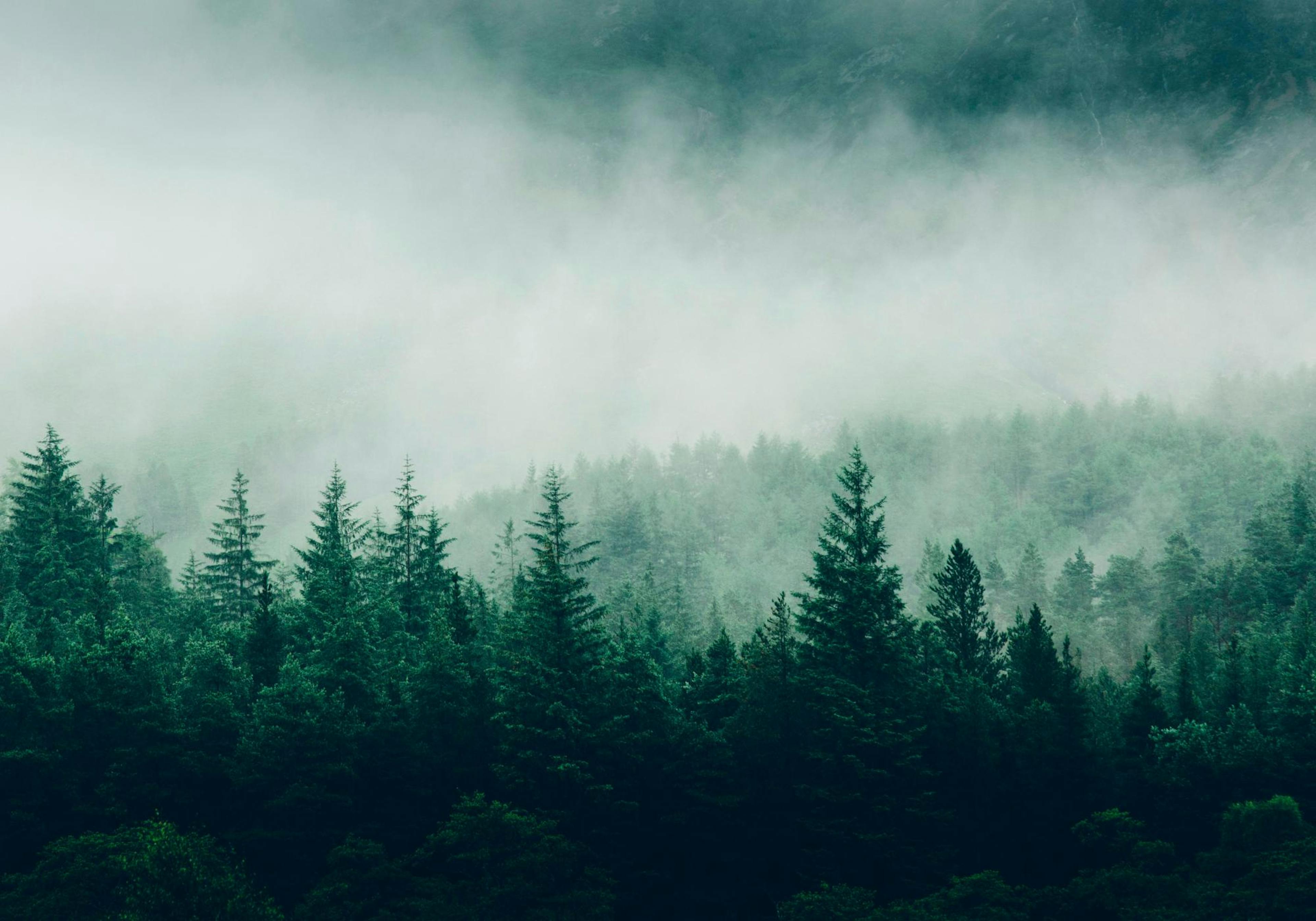 Forest trees Poster thumbnail