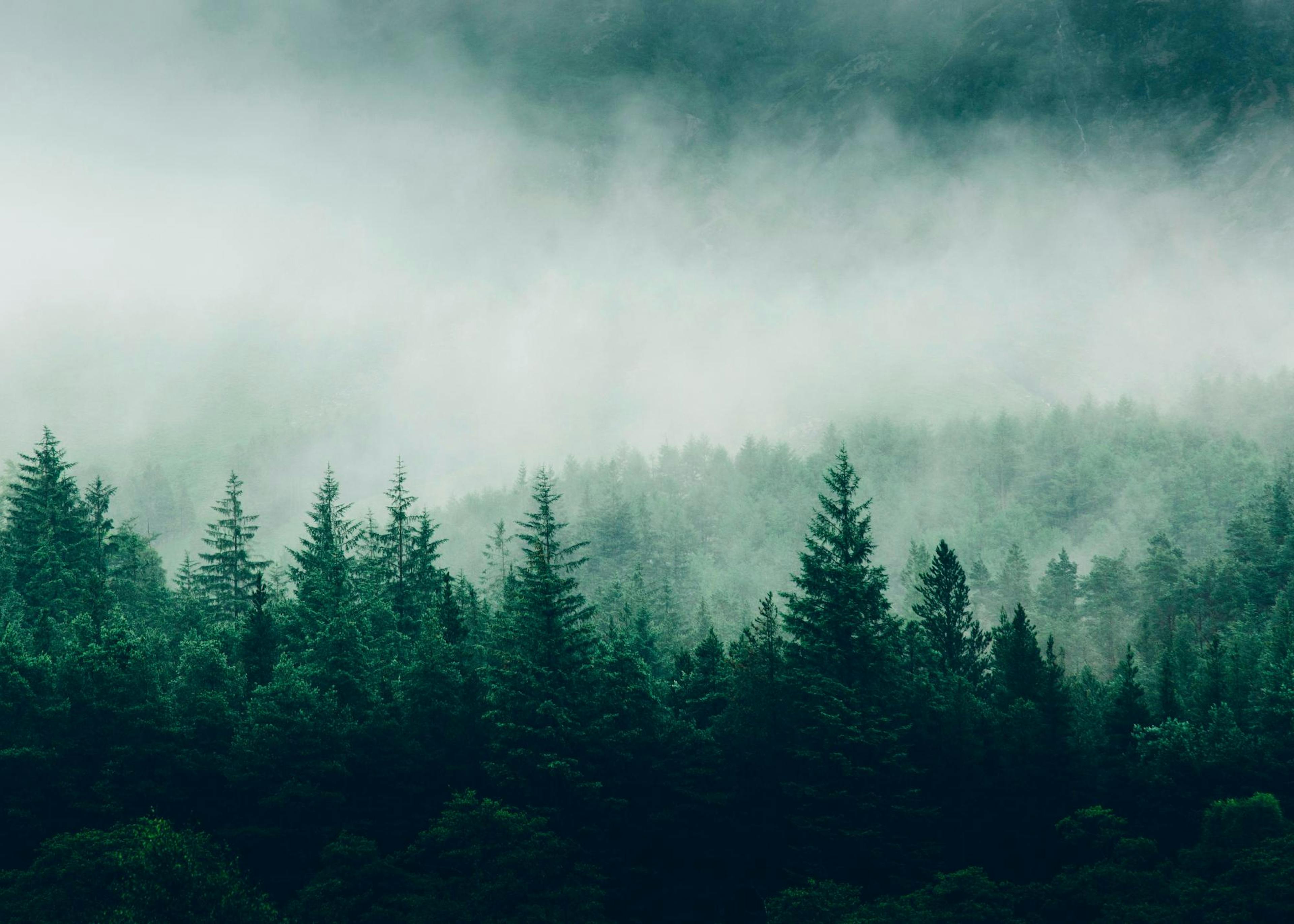 Forest trees Poster 0