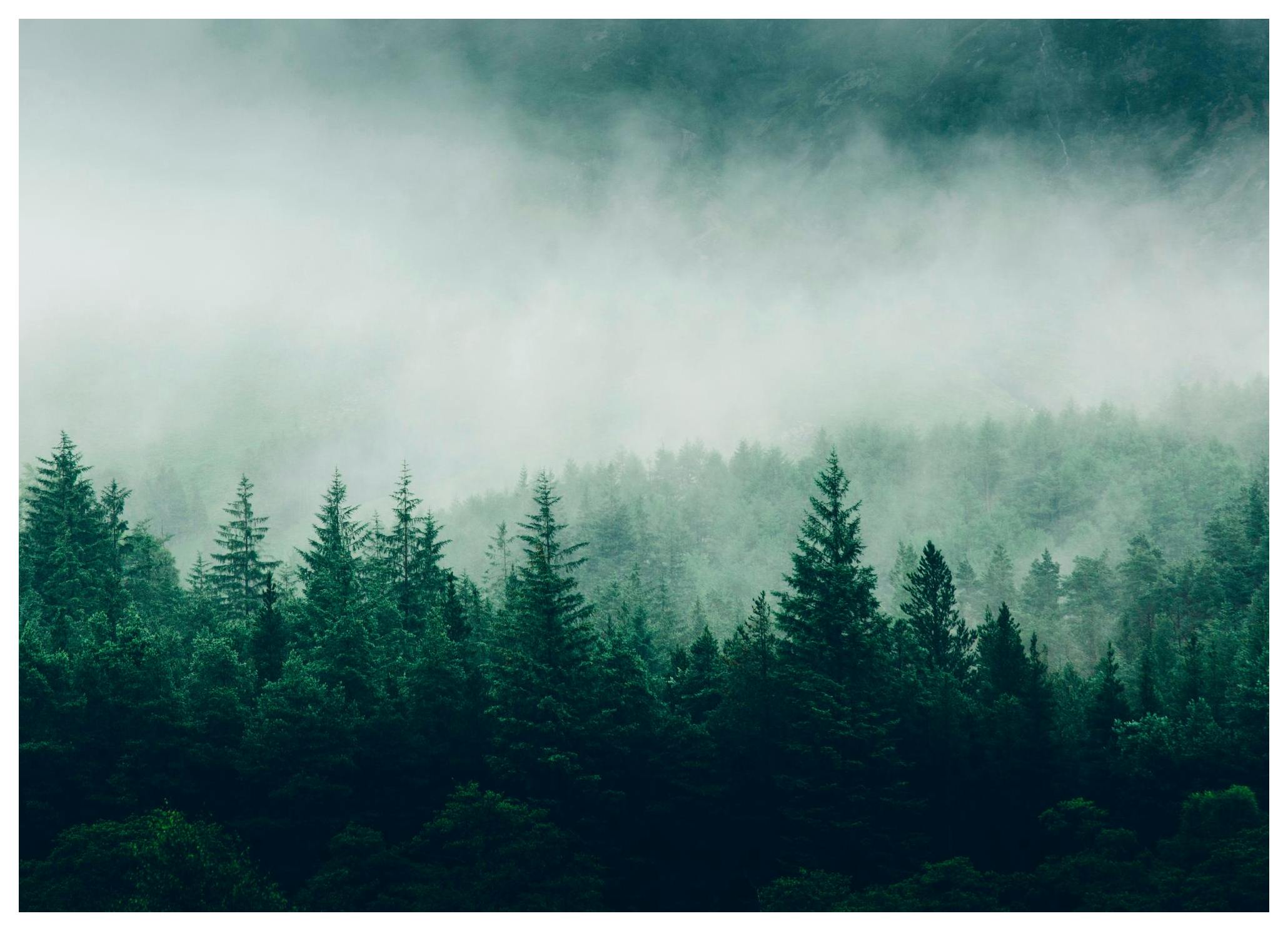Forest trees Poster (21x30 cm) - Poster Store