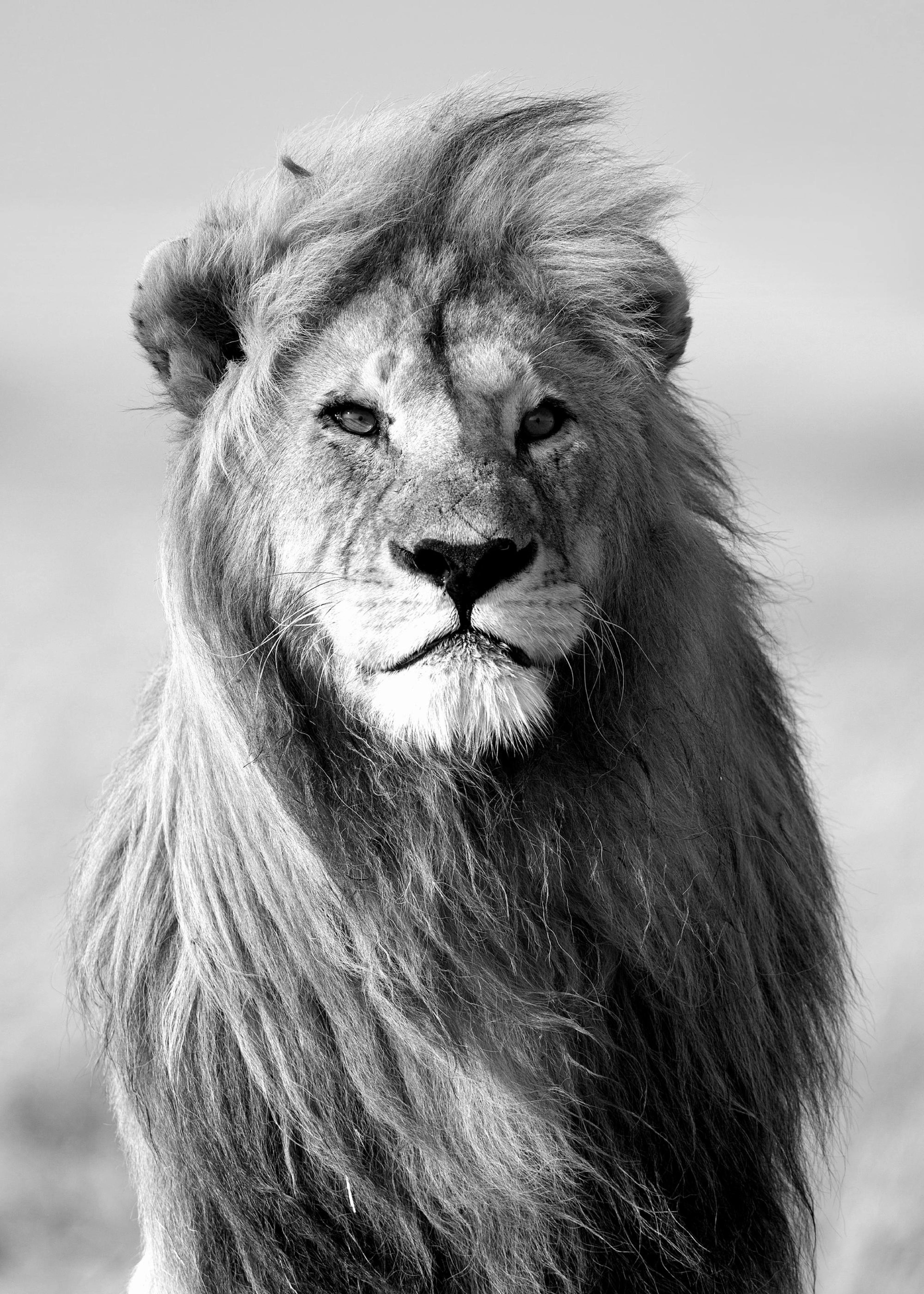 Majestic Lion Poster 0