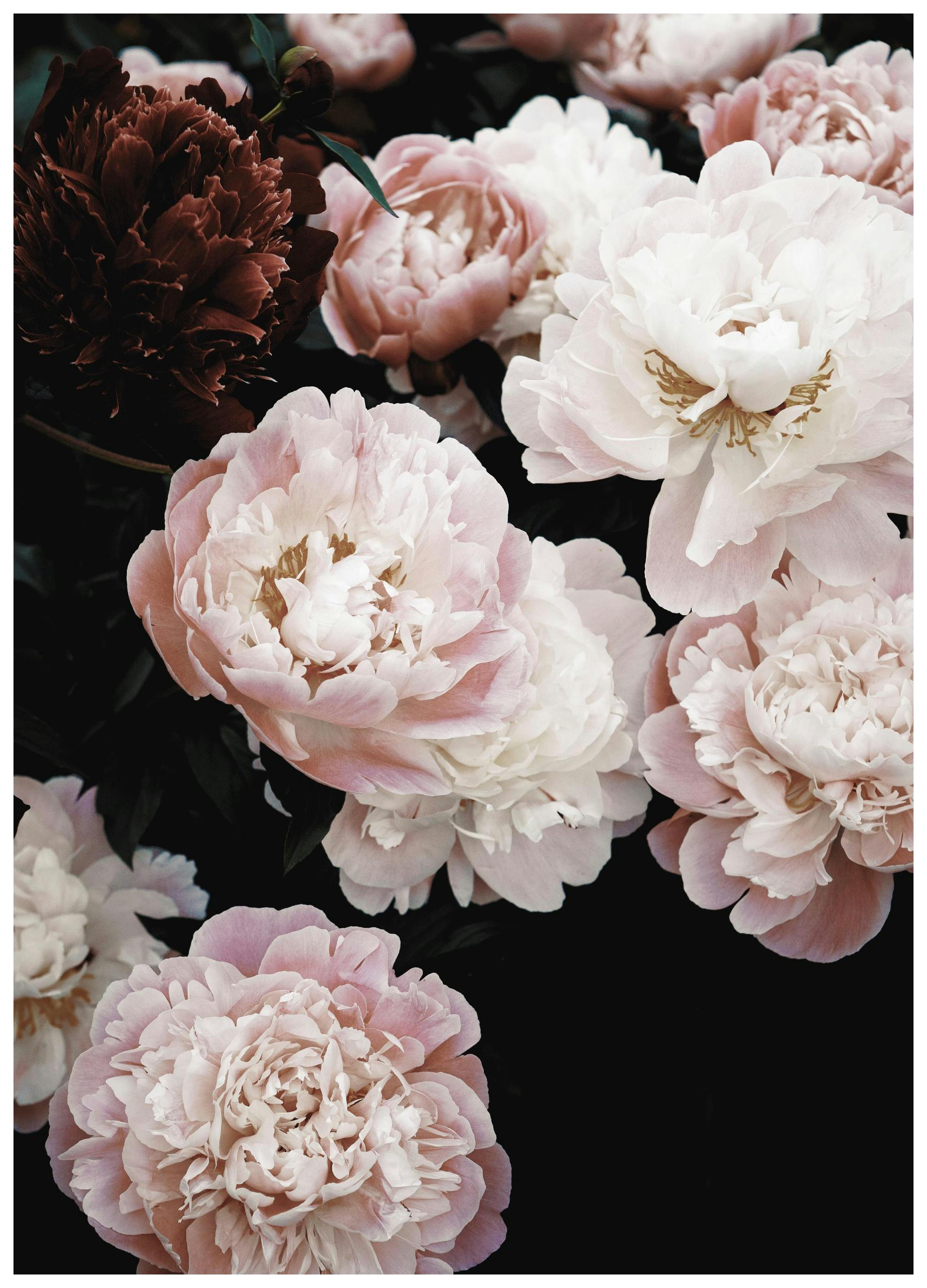 Spring Peonies Poster (30x40 cm) - Poster Store