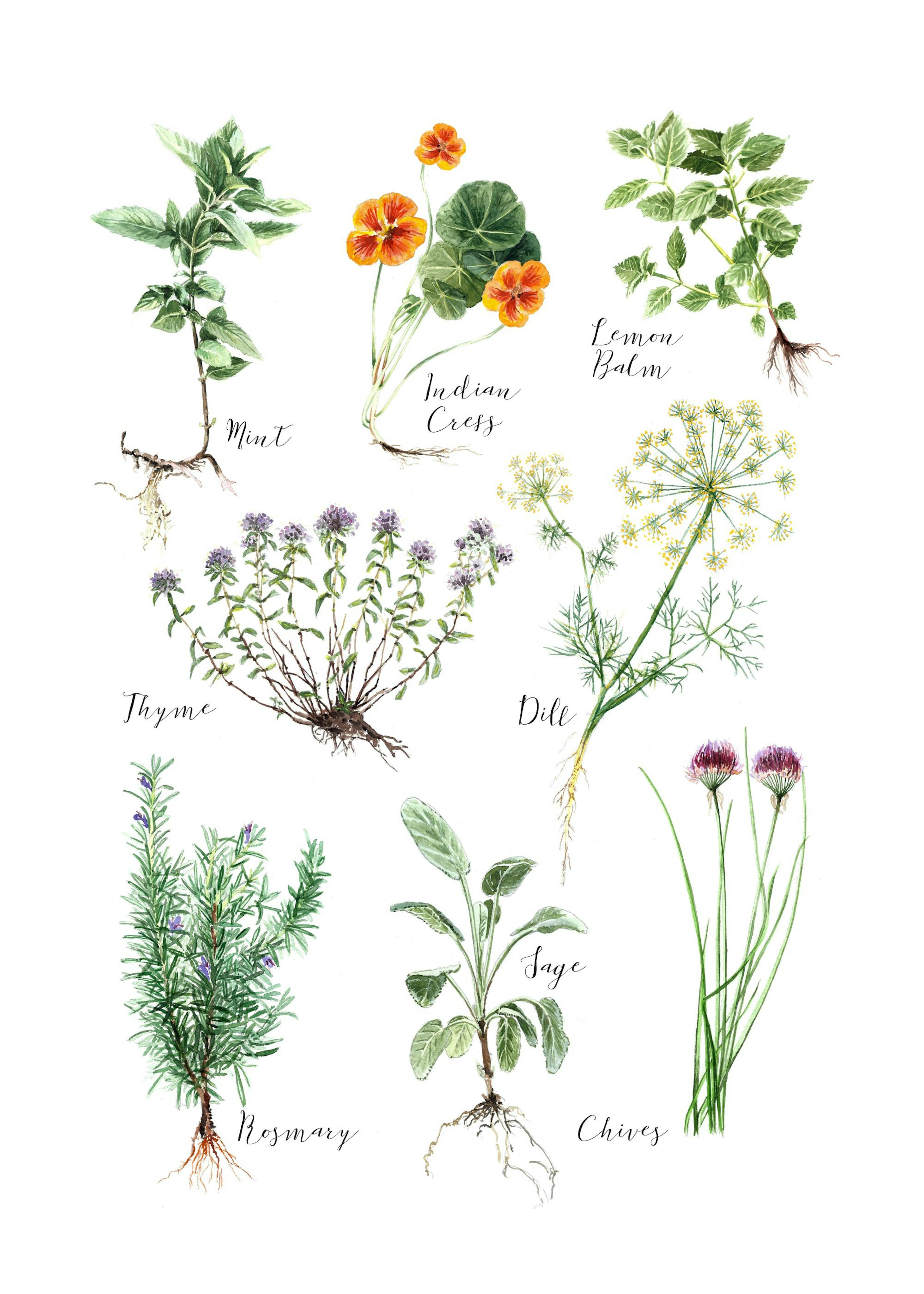 Kitchen Herbs Plakat 0