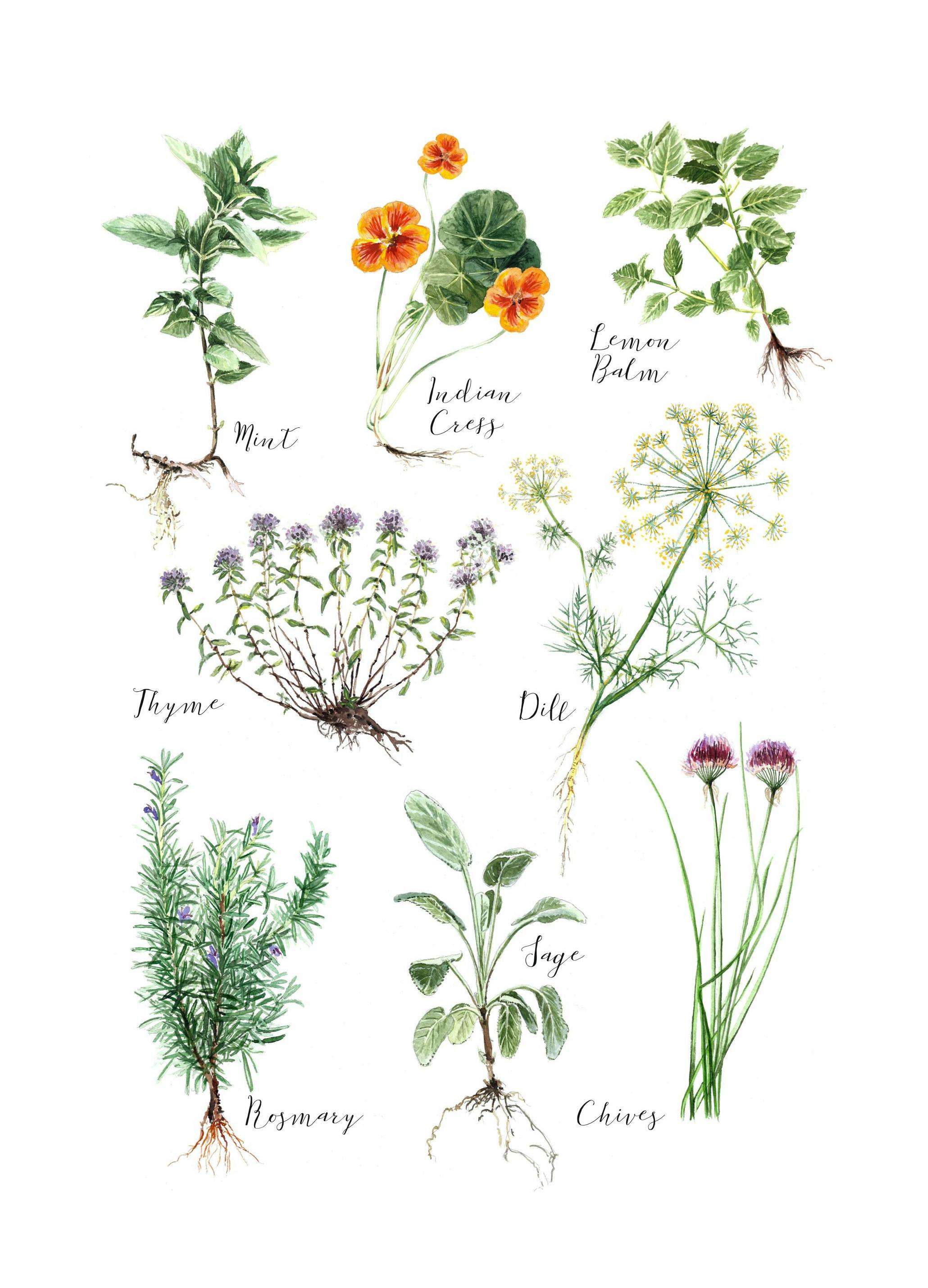 Kitchen Herbs Poster (30x40 cm) - Poster Store