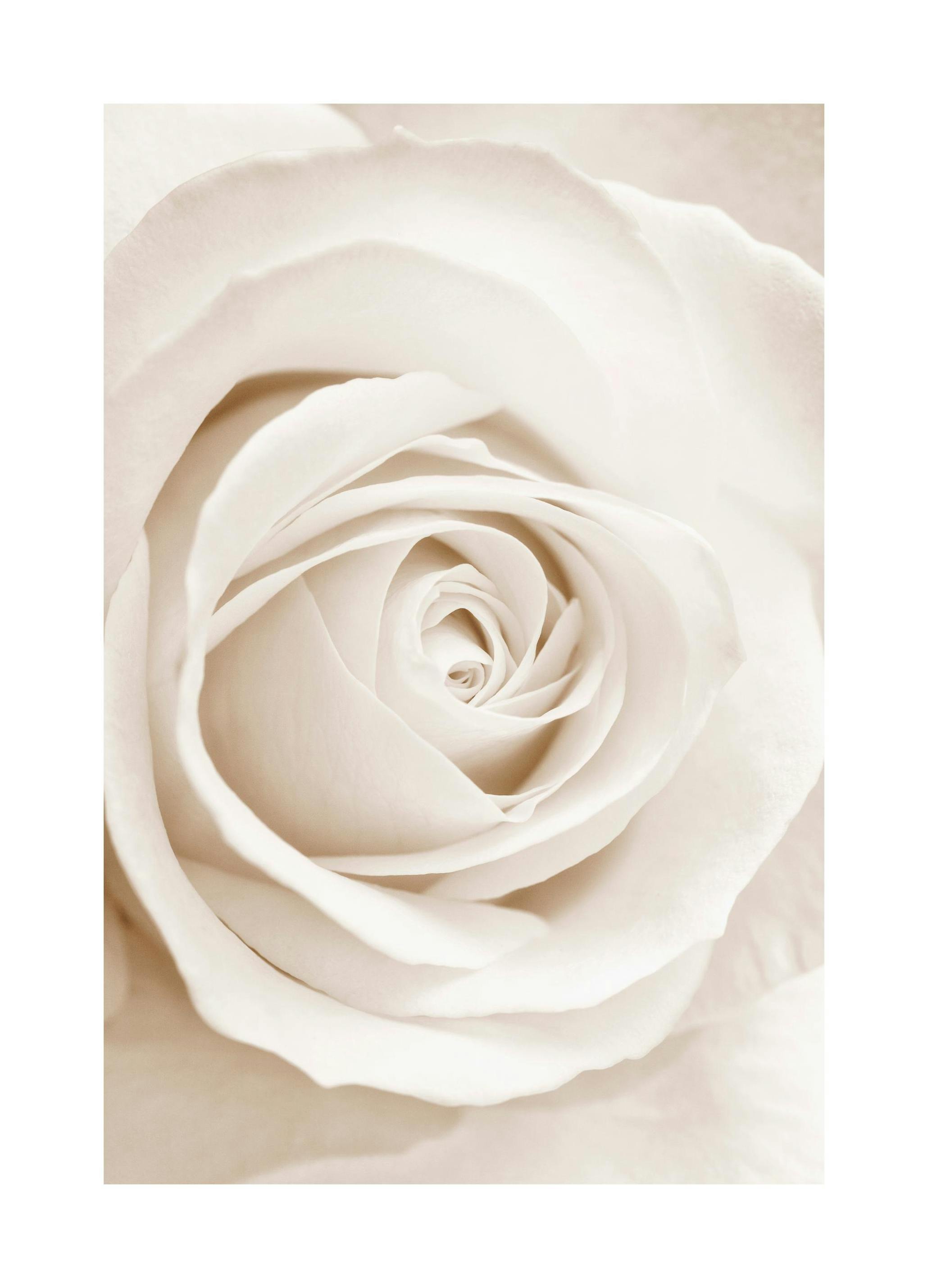 Beige Rose Poster (50x70 cm) - Poster Store
