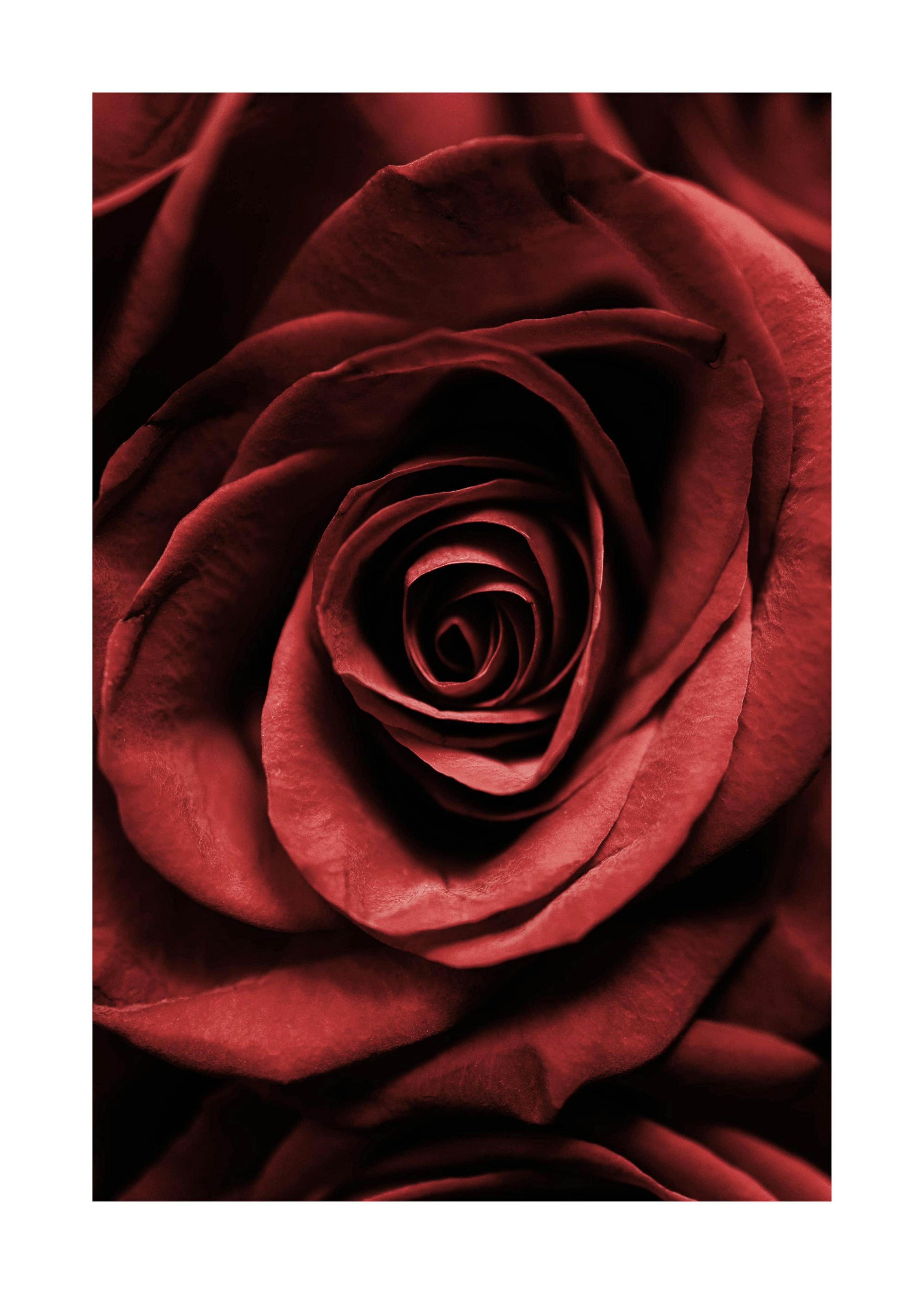 Red Rose Poster 0
