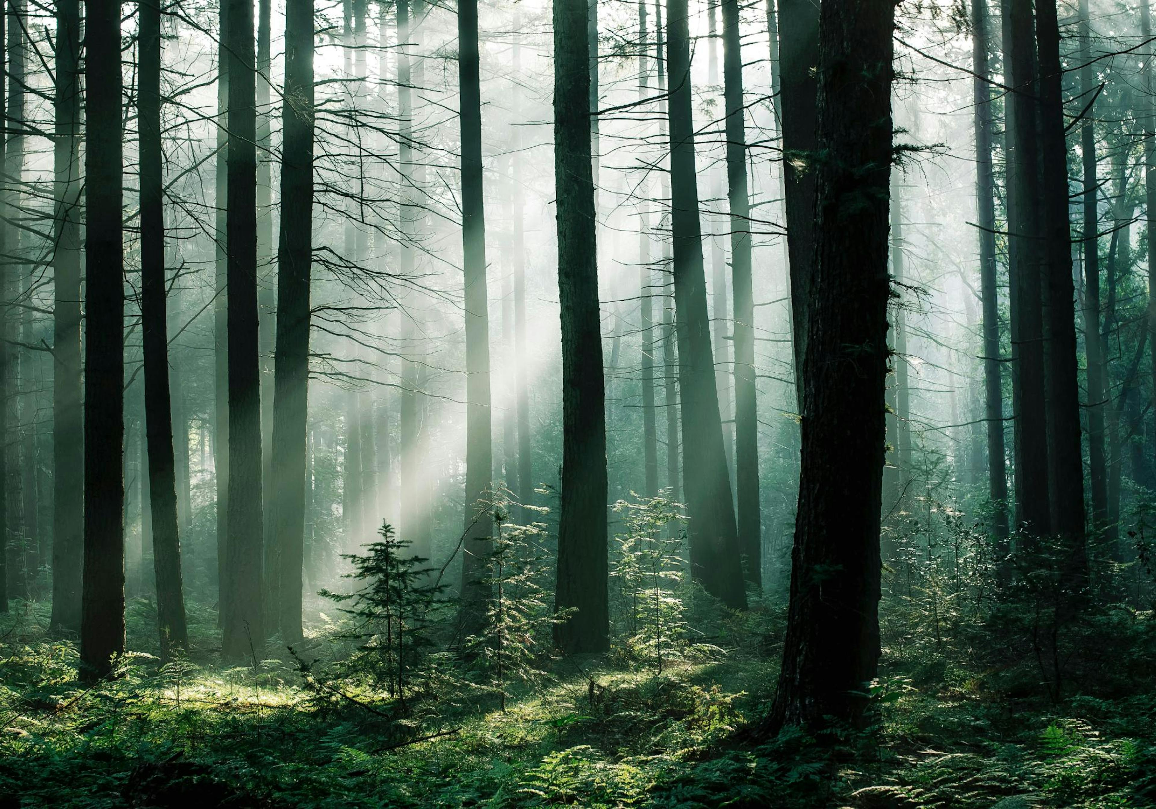 Sonnenaufgang im Wald Poster thumbnail
