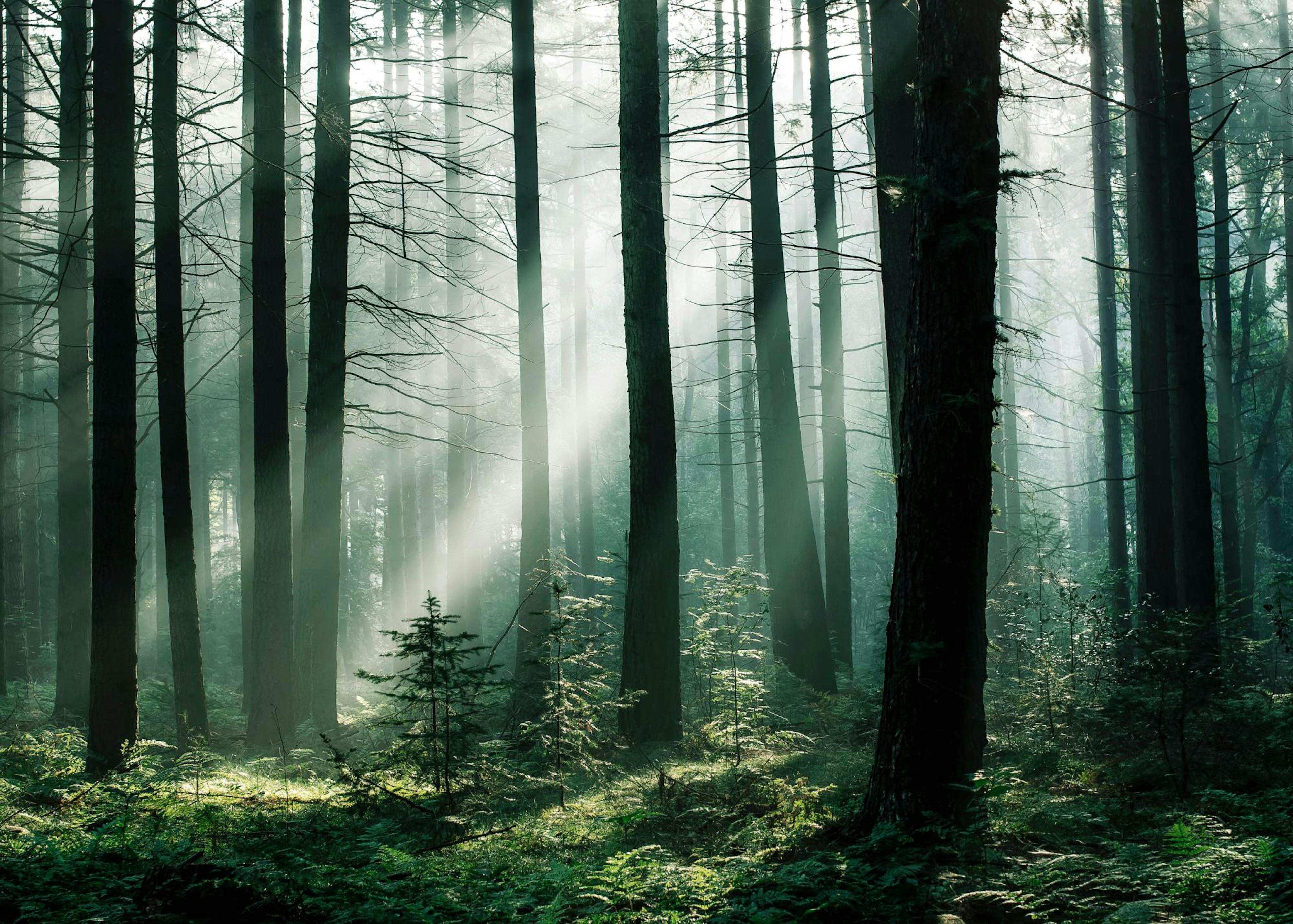 Forest Sunrise Poster 0
