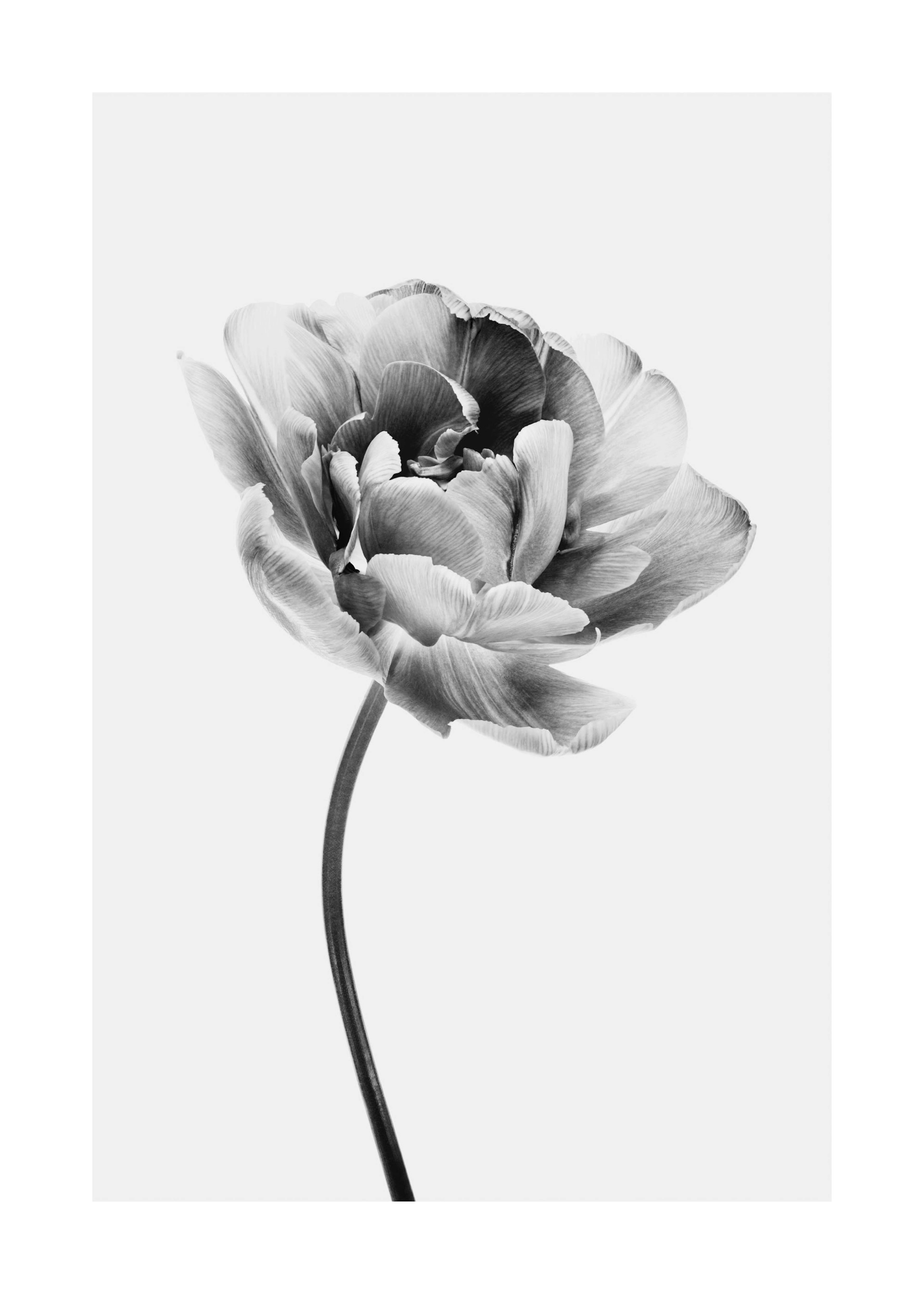 Iris Flower Poster 0