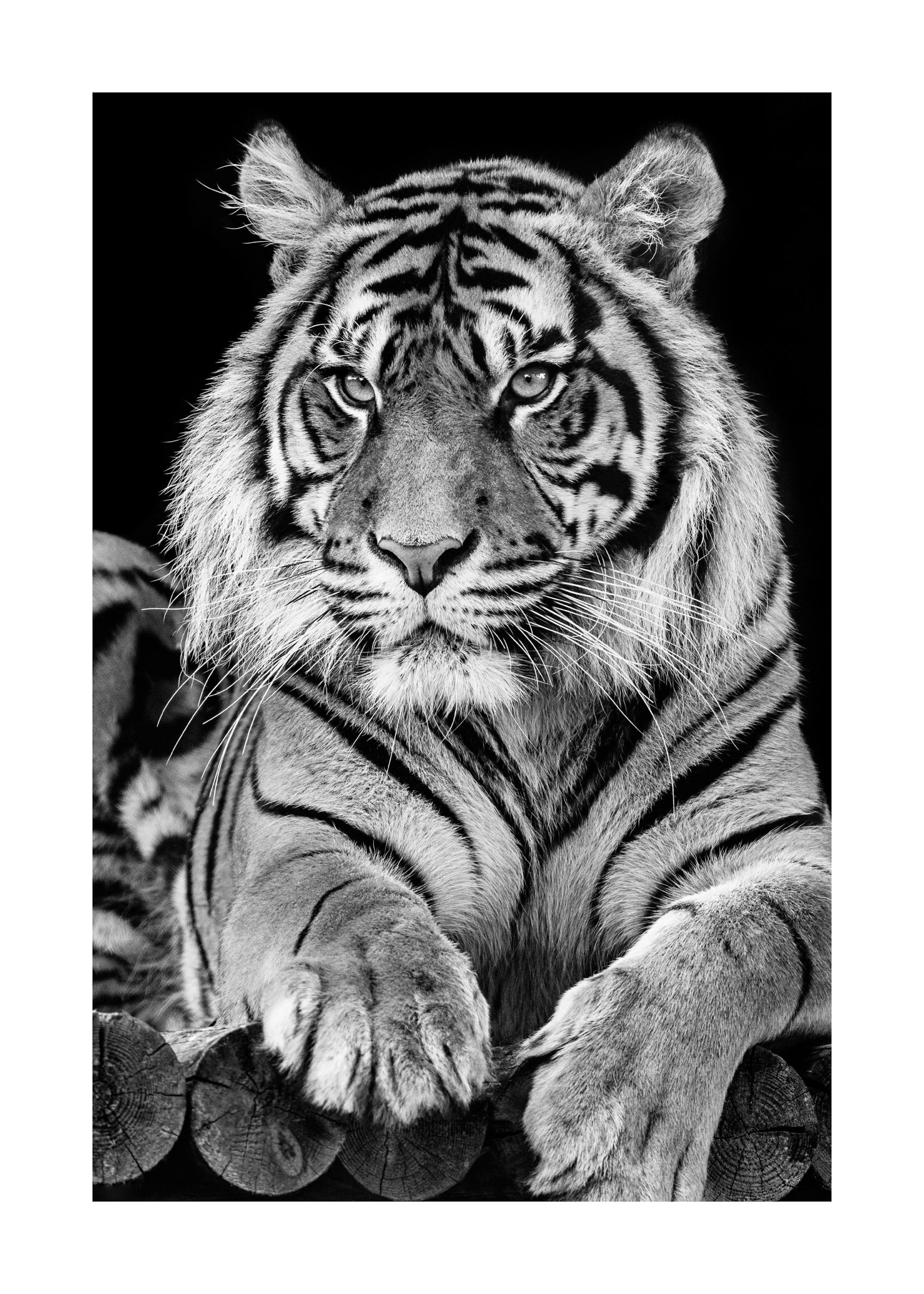 Tiger Portrait Poster 0