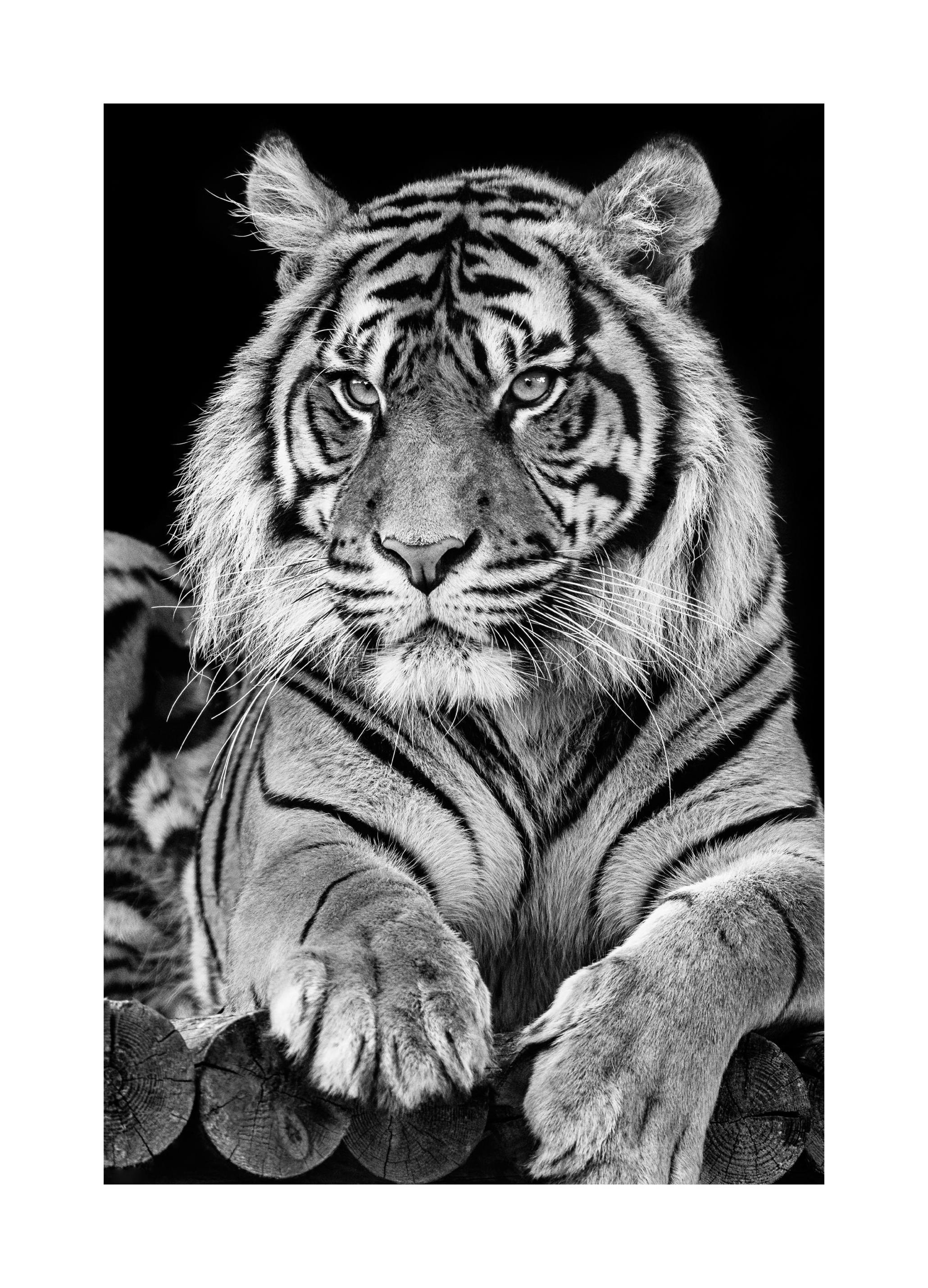 Tiger Portrait Poster (30x40 cm) - Poster Store