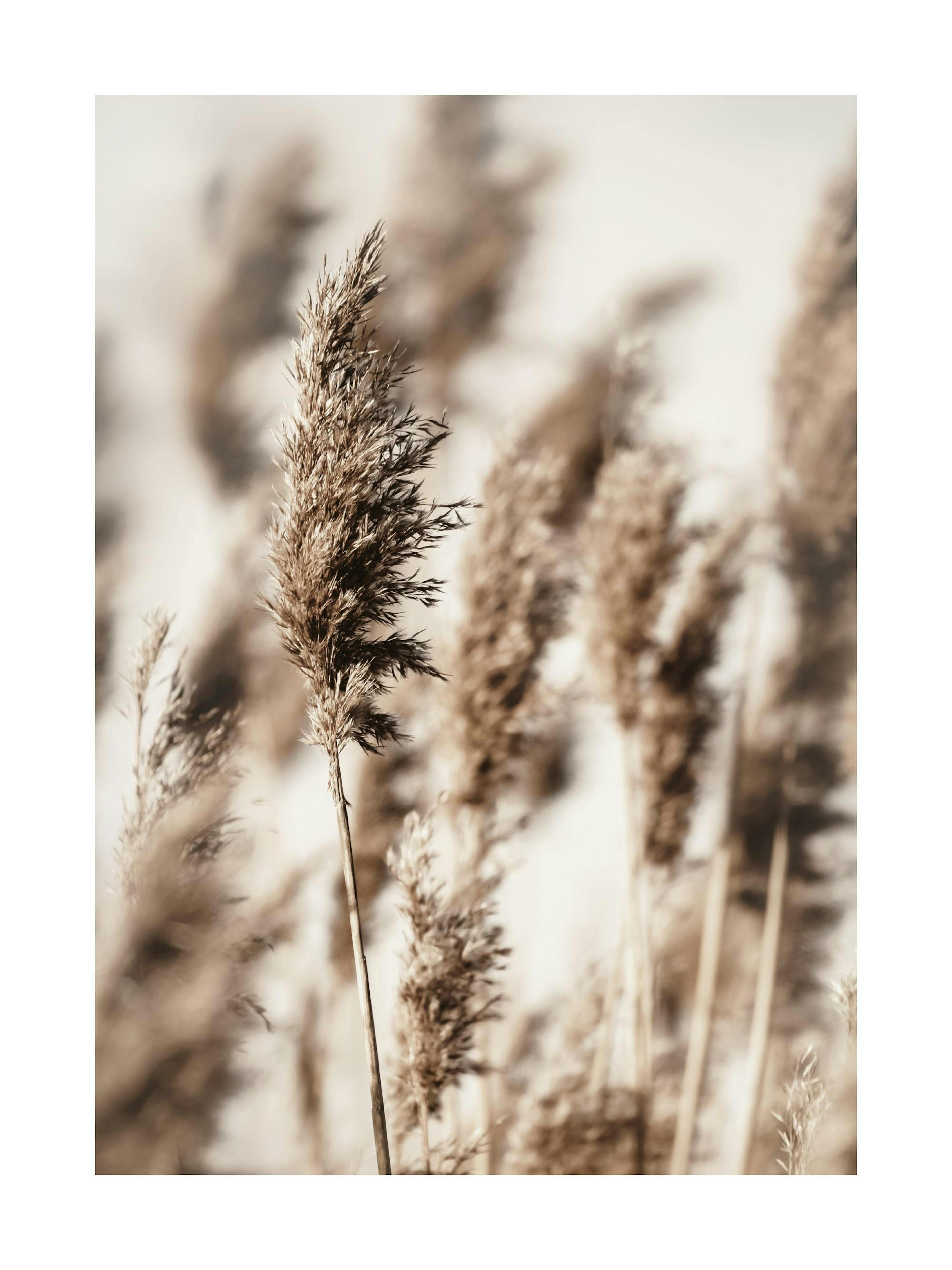 Herbe de Roseau Poster 0
