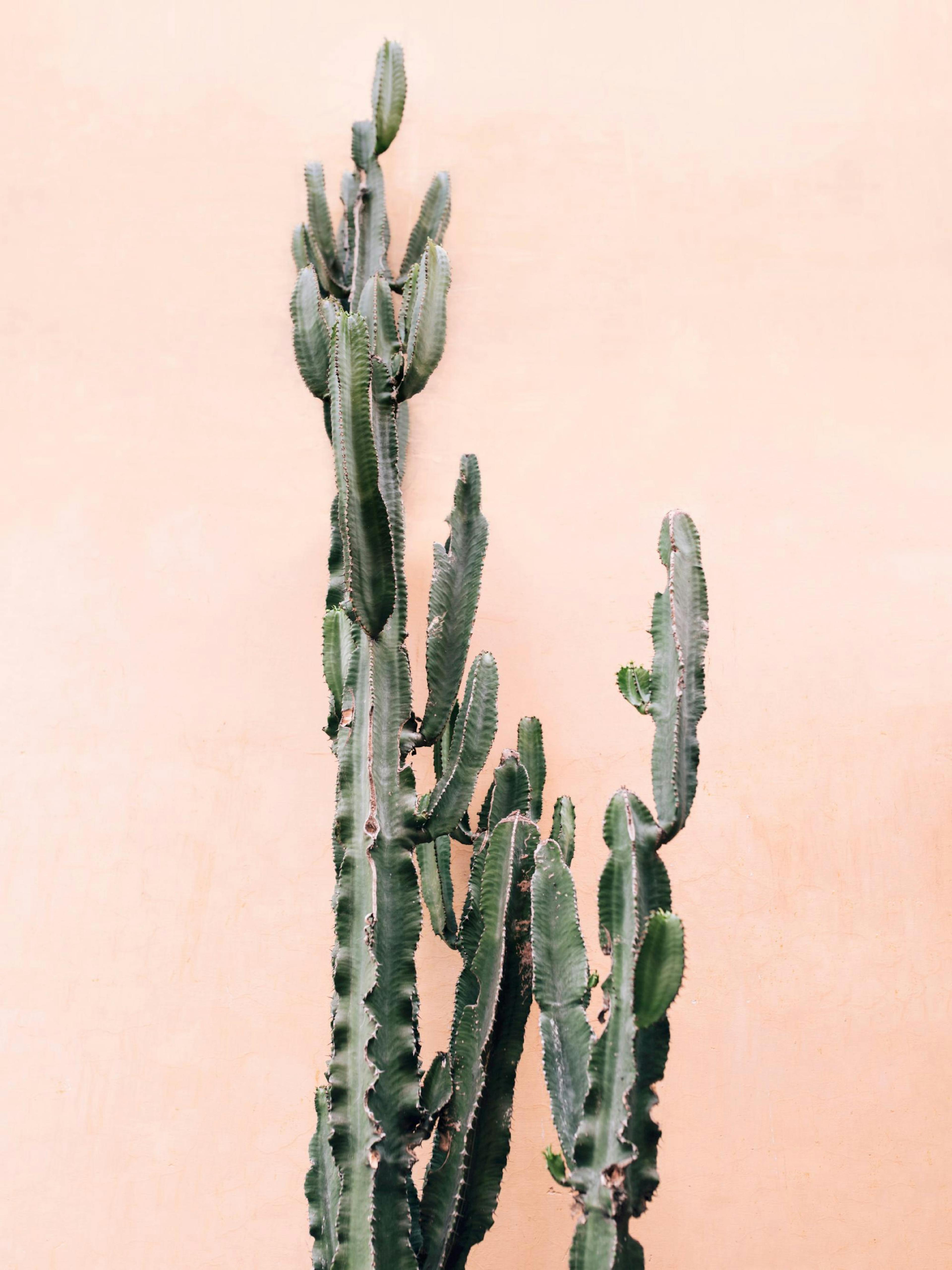 Pink Wall Cactus Poster thumbnail