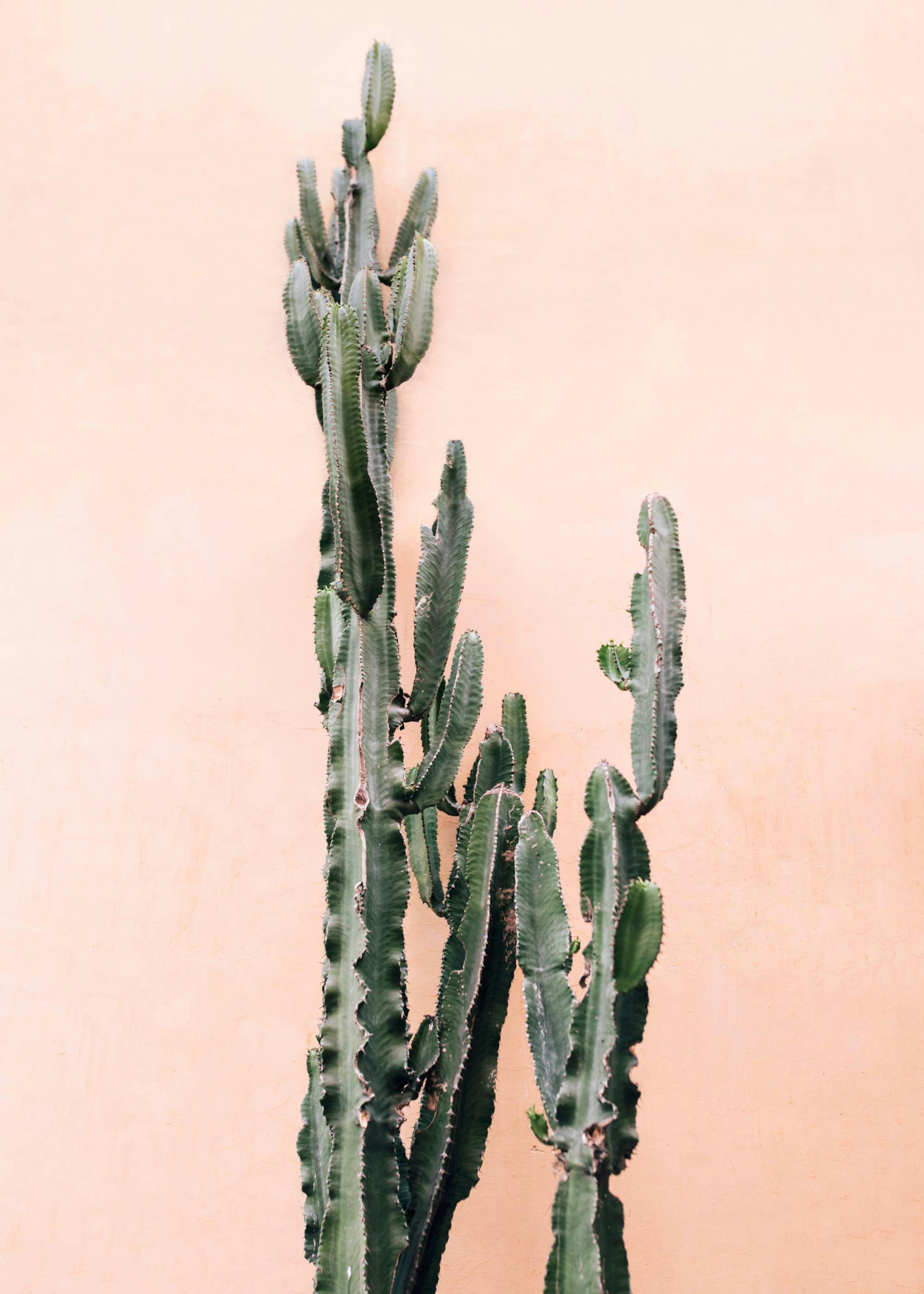 Pared Rosa Cactús Poster 0
