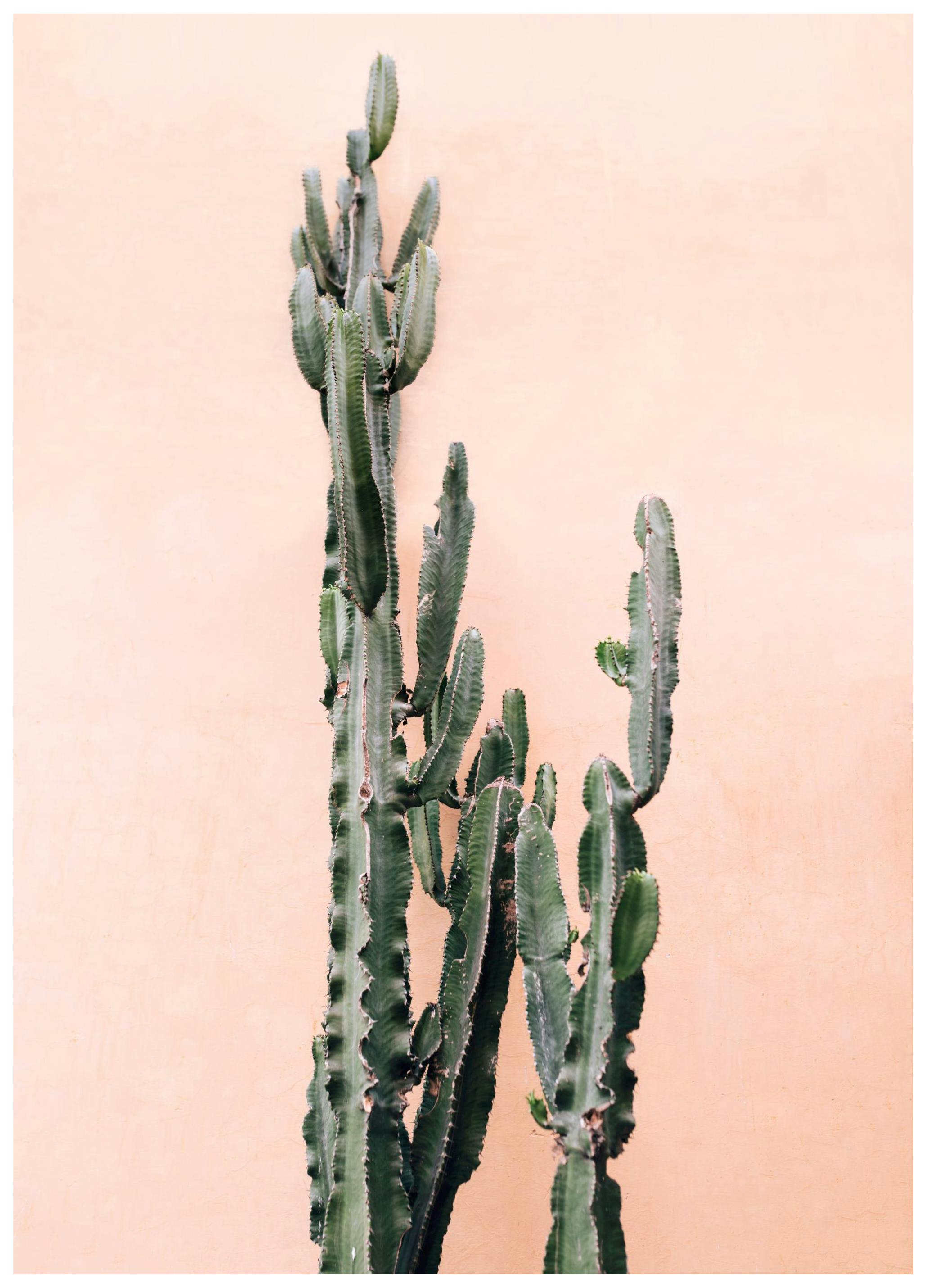 Roze Muur Cactus Poster (50x70 cm) - Poster Store