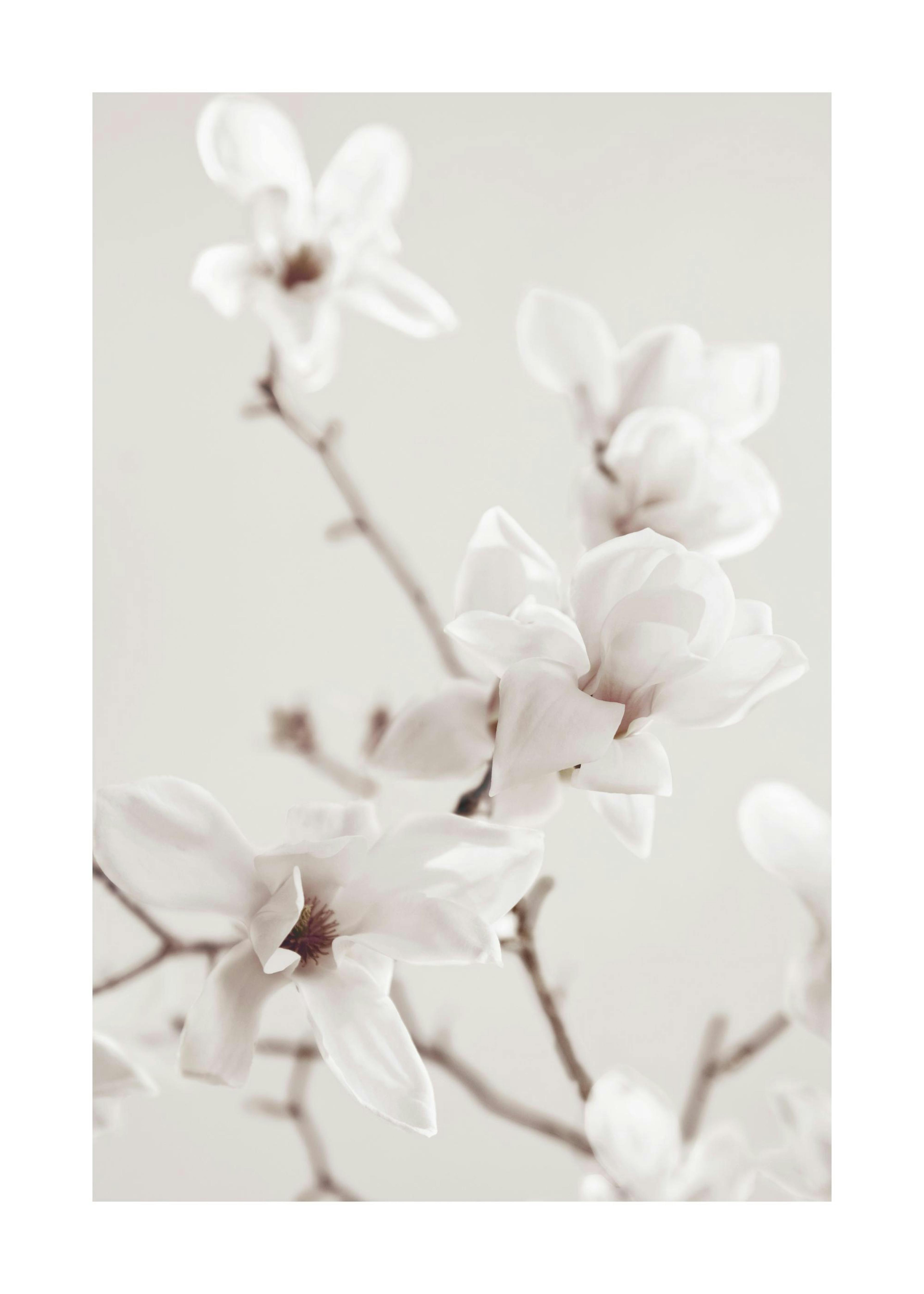 Magnolia Branch Poster 0
