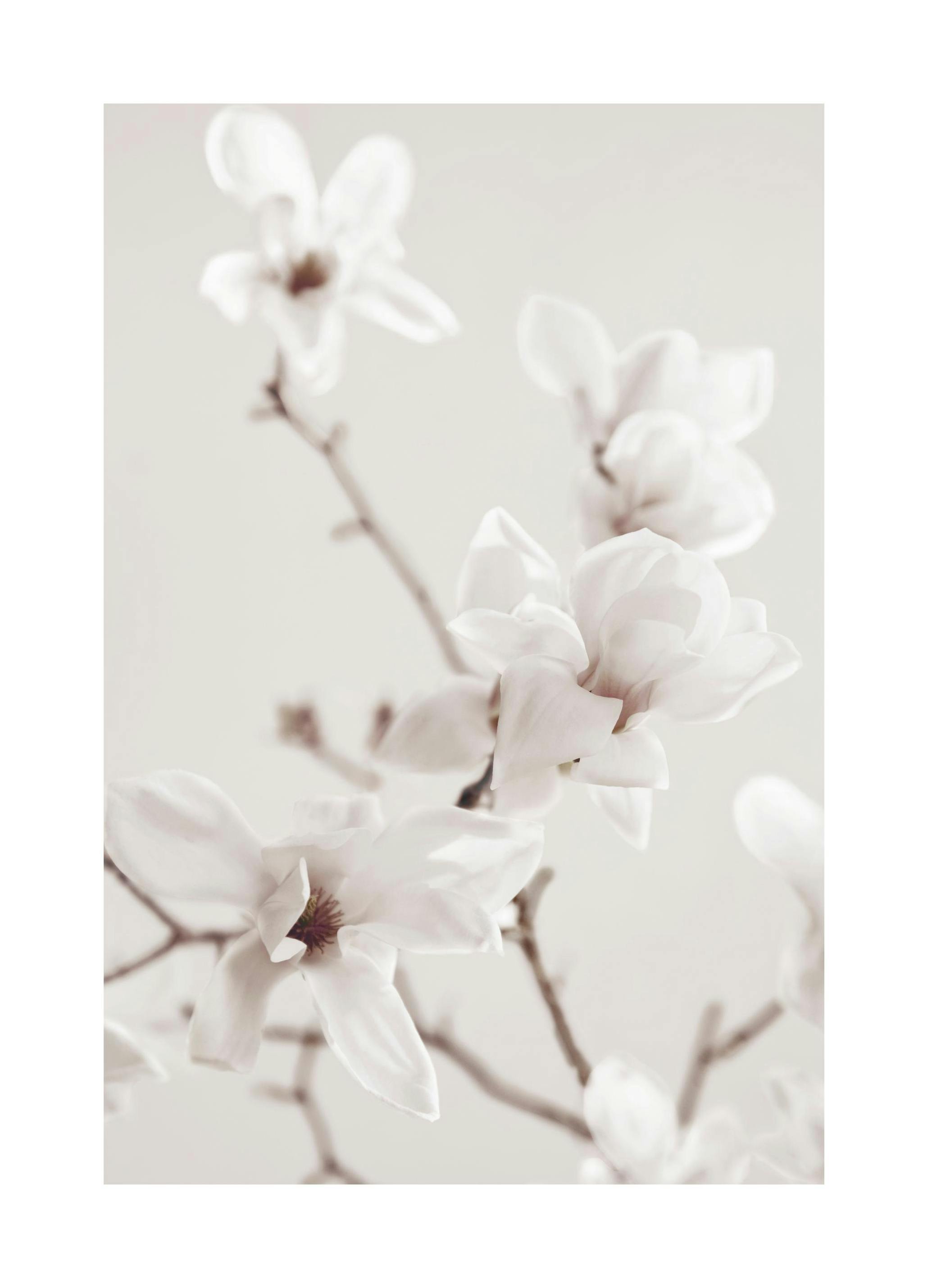 Magnolia Branch Poster (21x30 cm) - Poster Store
