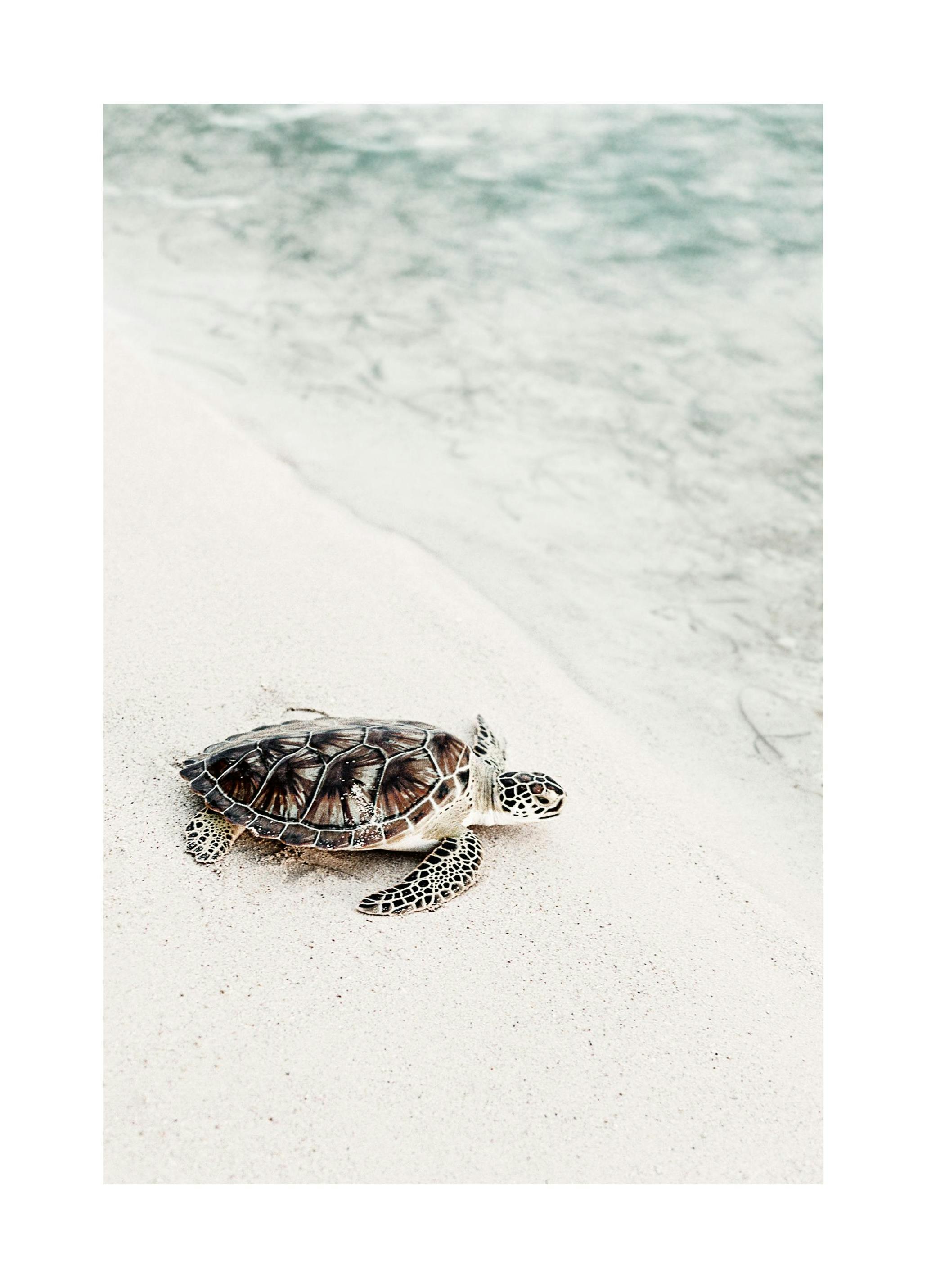 Sköldpadda på Stranden Poster (30x40 cm) - Poster Store