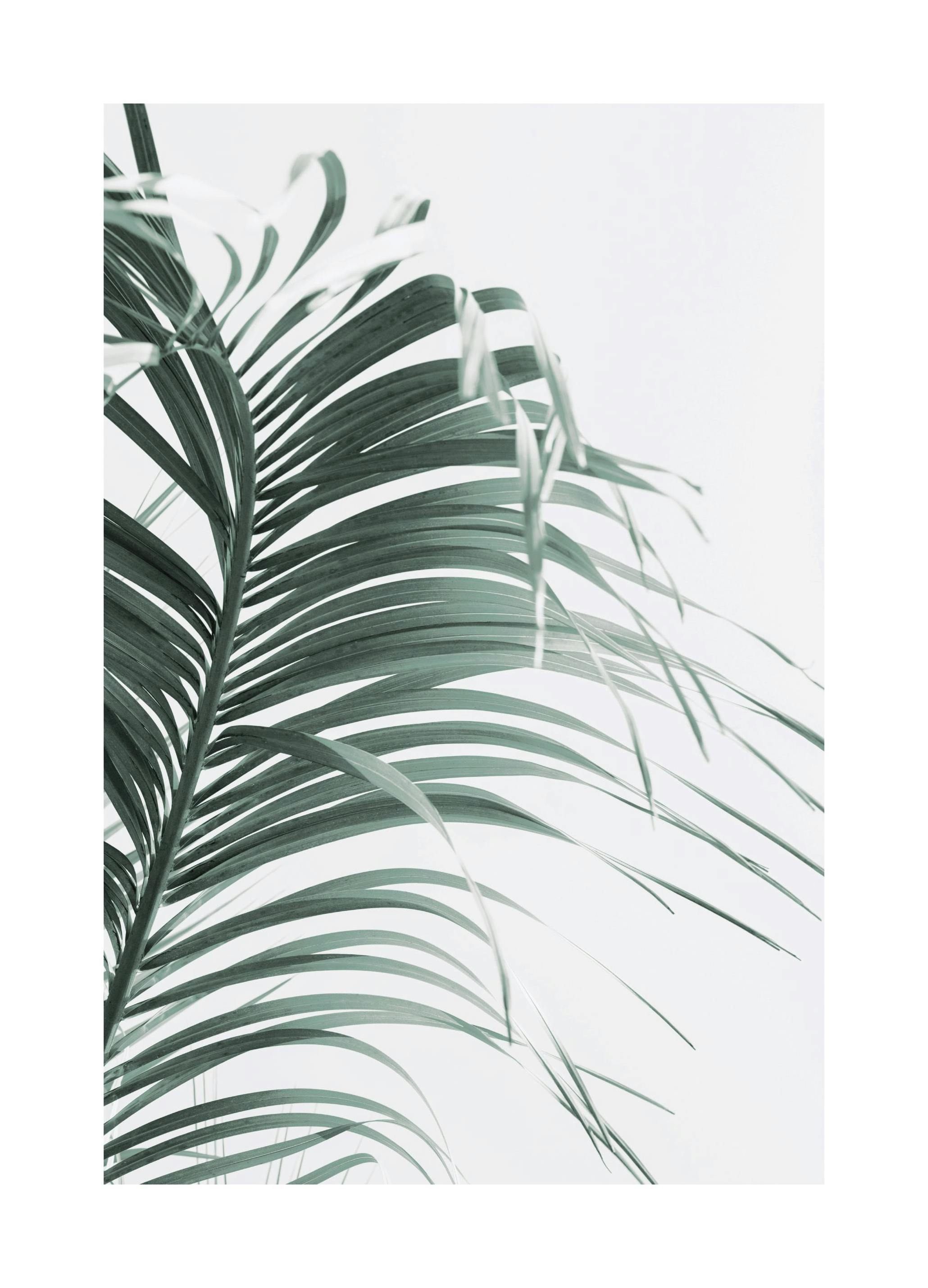 Green Palm Leaf Poster (30x40 cm) - Poster Store