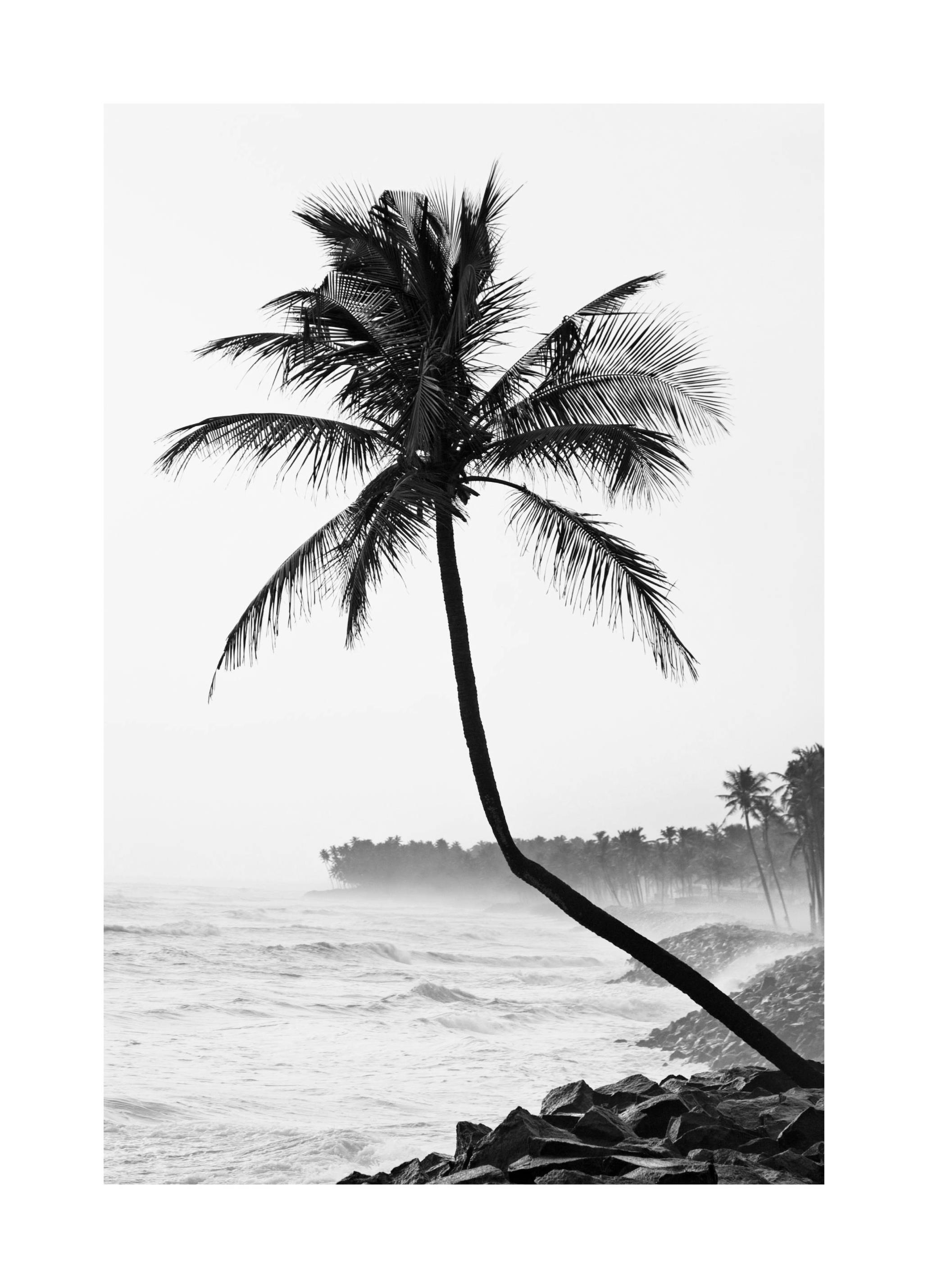 Palme am Strand Poster (50x70 cm) - Poster Store