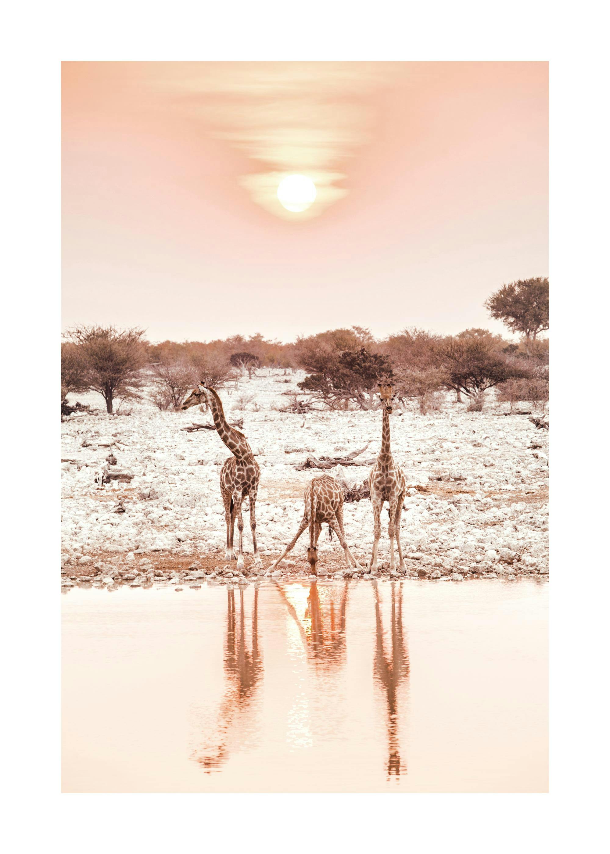 Giraffes at Sunset Poster 0
