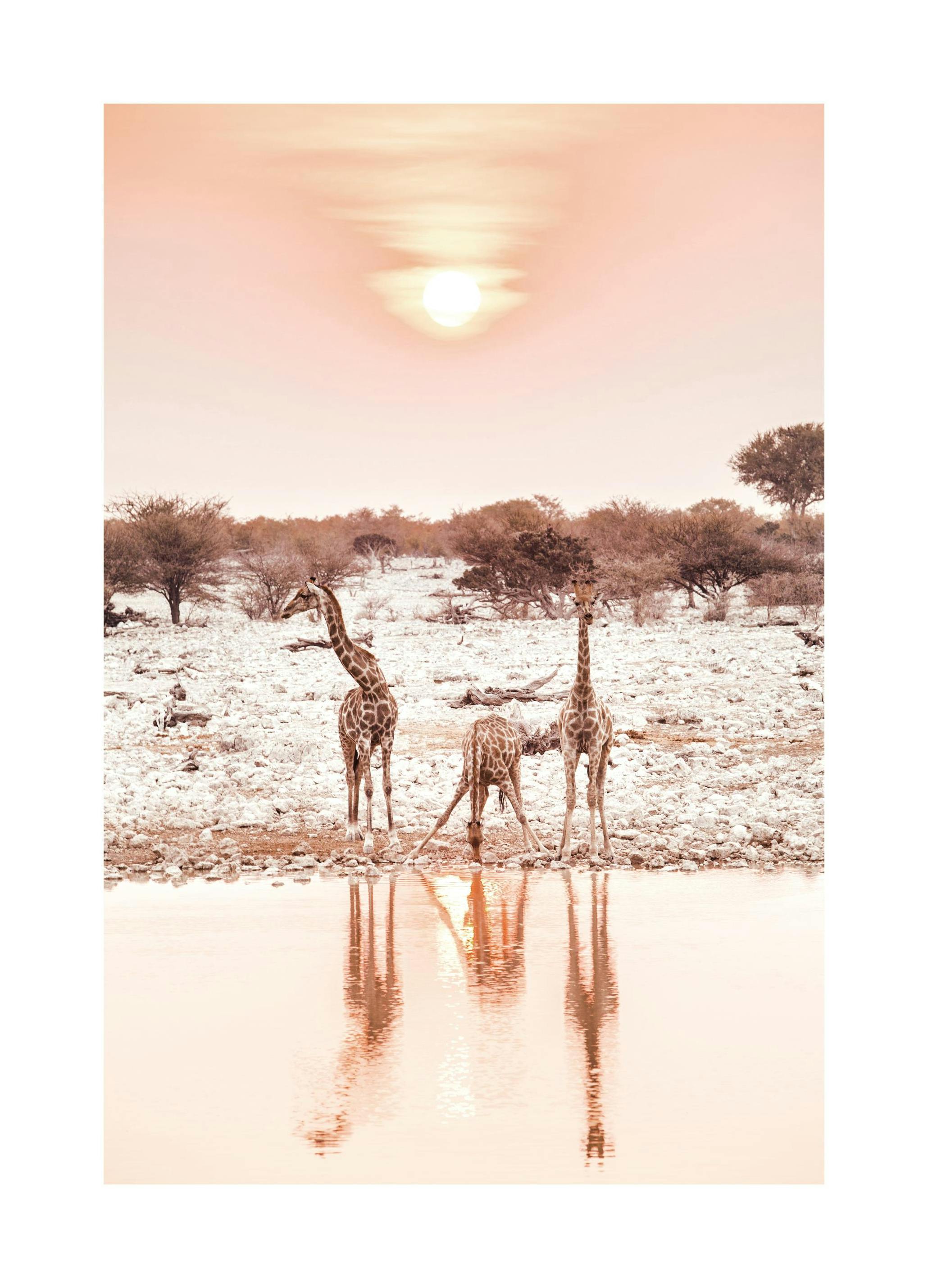 Giraffes at Sunset Poster (30x40 cm) - Poster Store