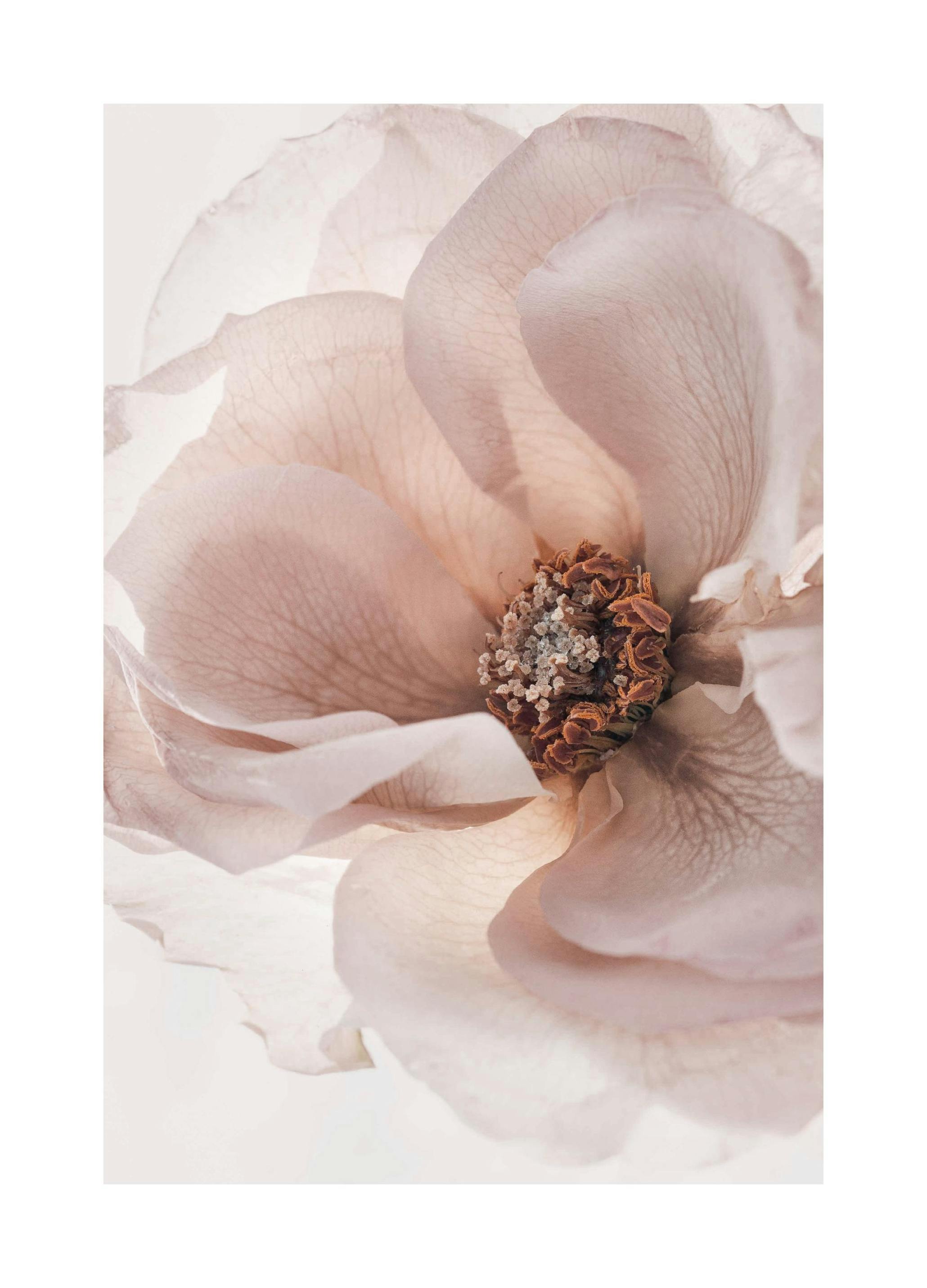 Blomstrende Rose Plakat (30x40 cm) - Poster Store