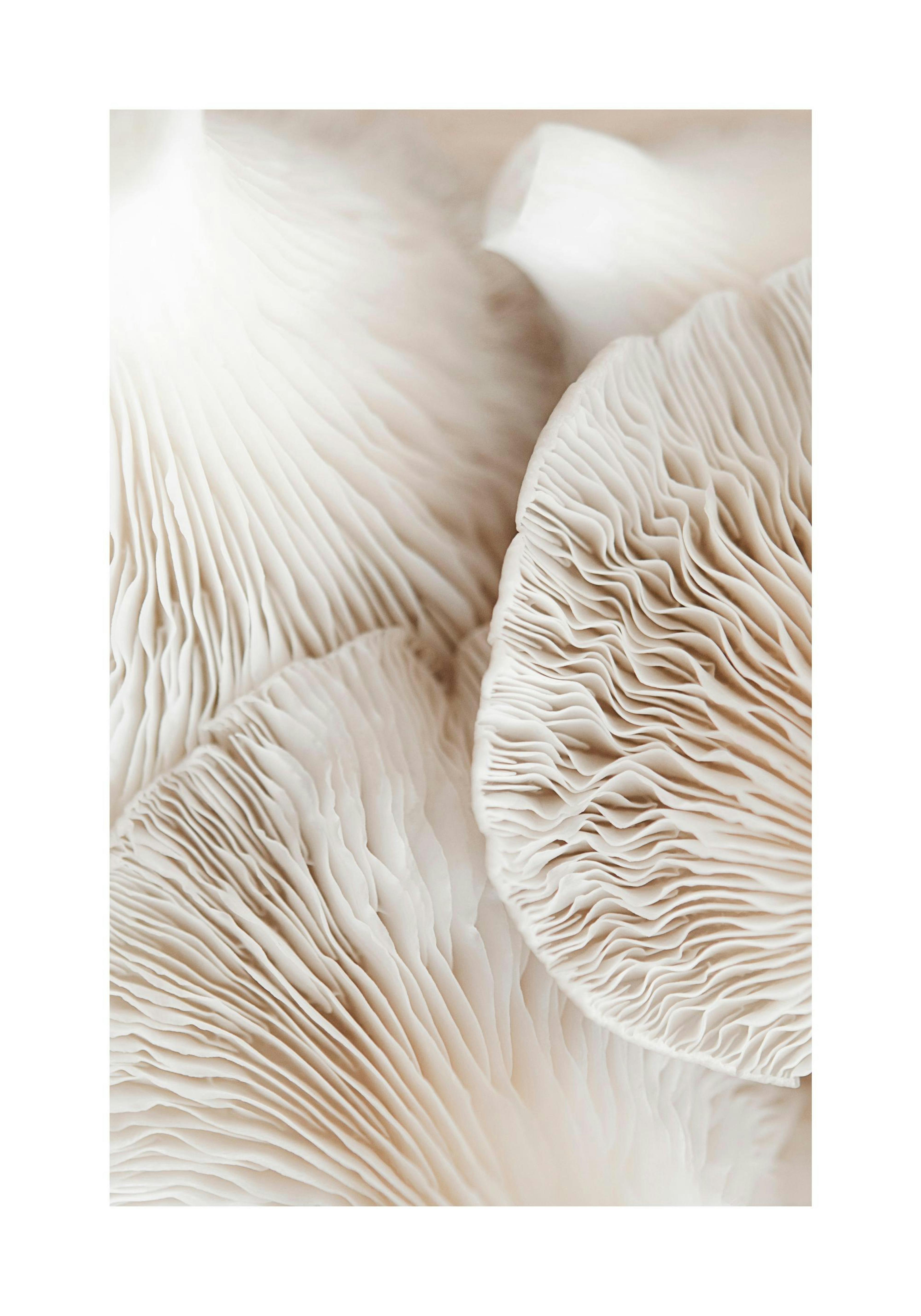 Mushroom Dream Poster thumbnail