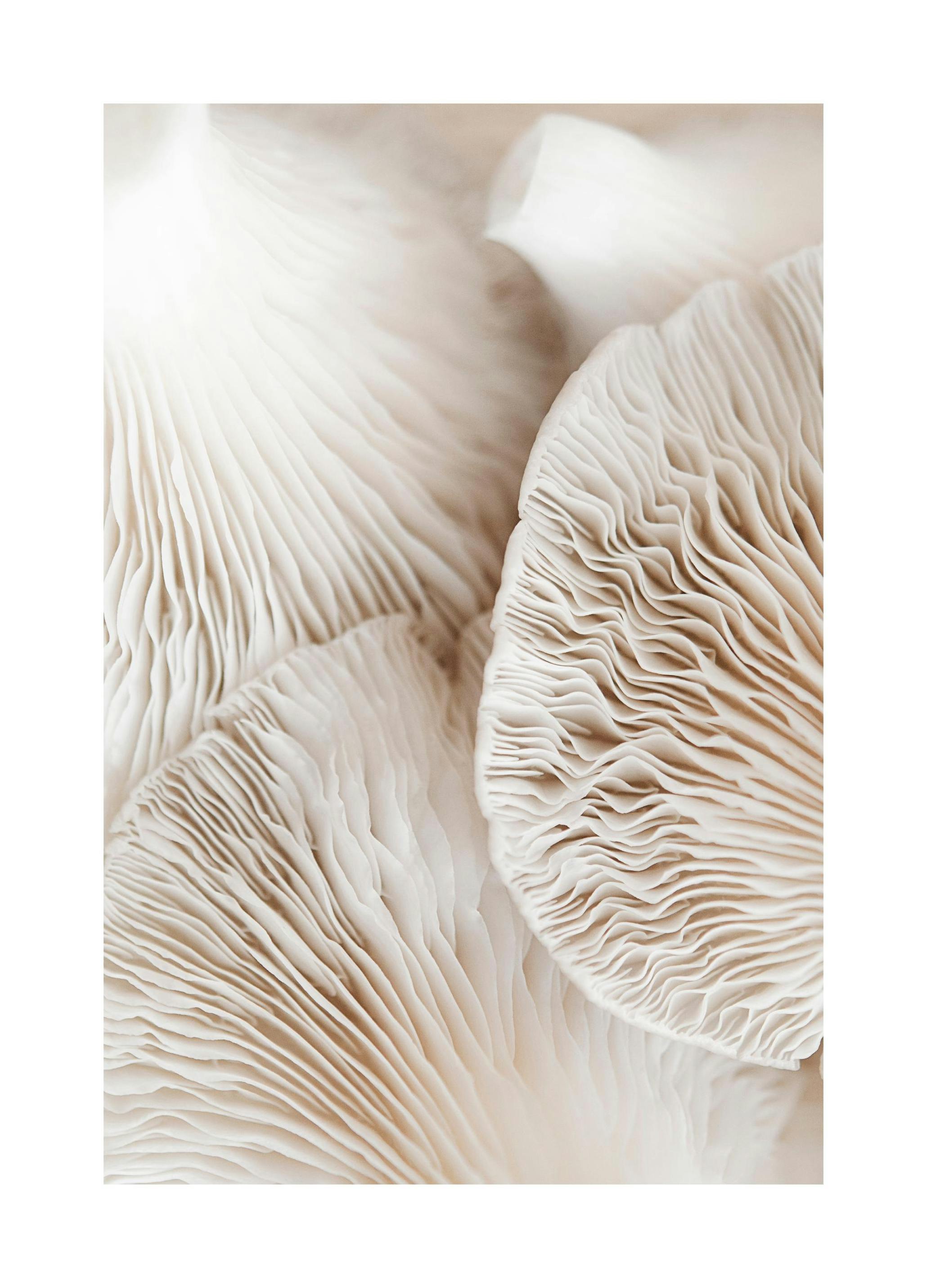 Champignon de rêve Poster (21x30 cm) - Poster Store