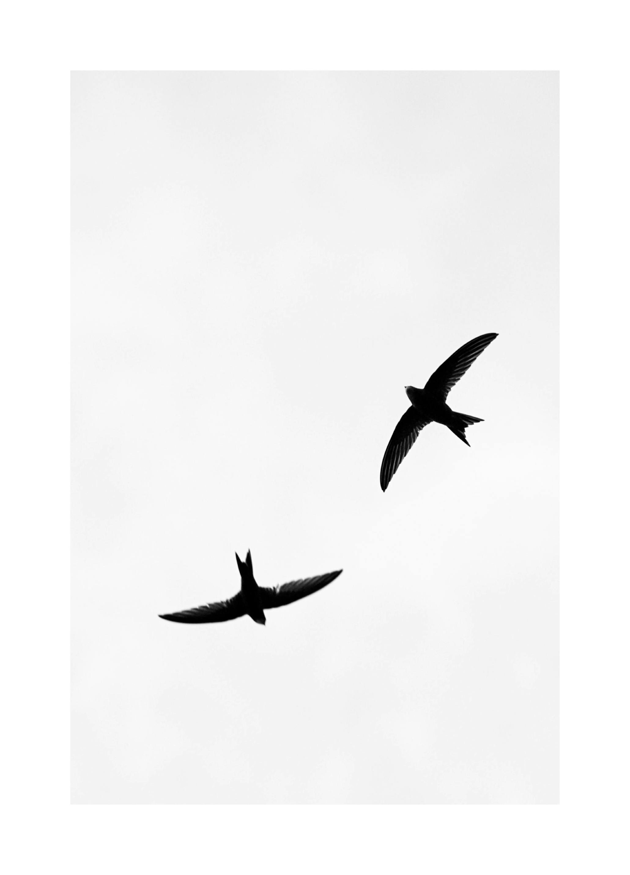 Vol d'oiseaux Poster (21x30 cm) - Poster Store