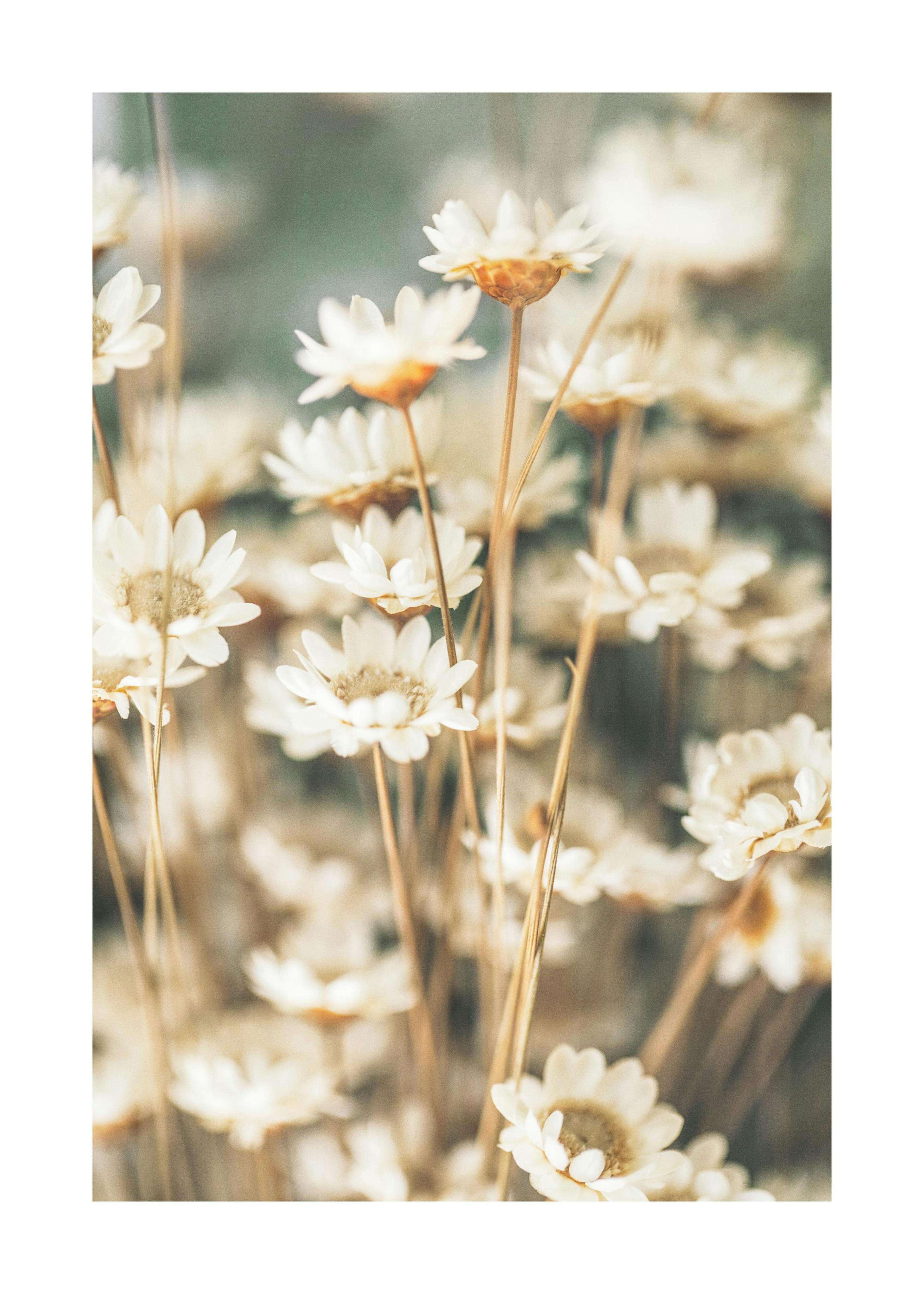 Summer Flowers Poster 0