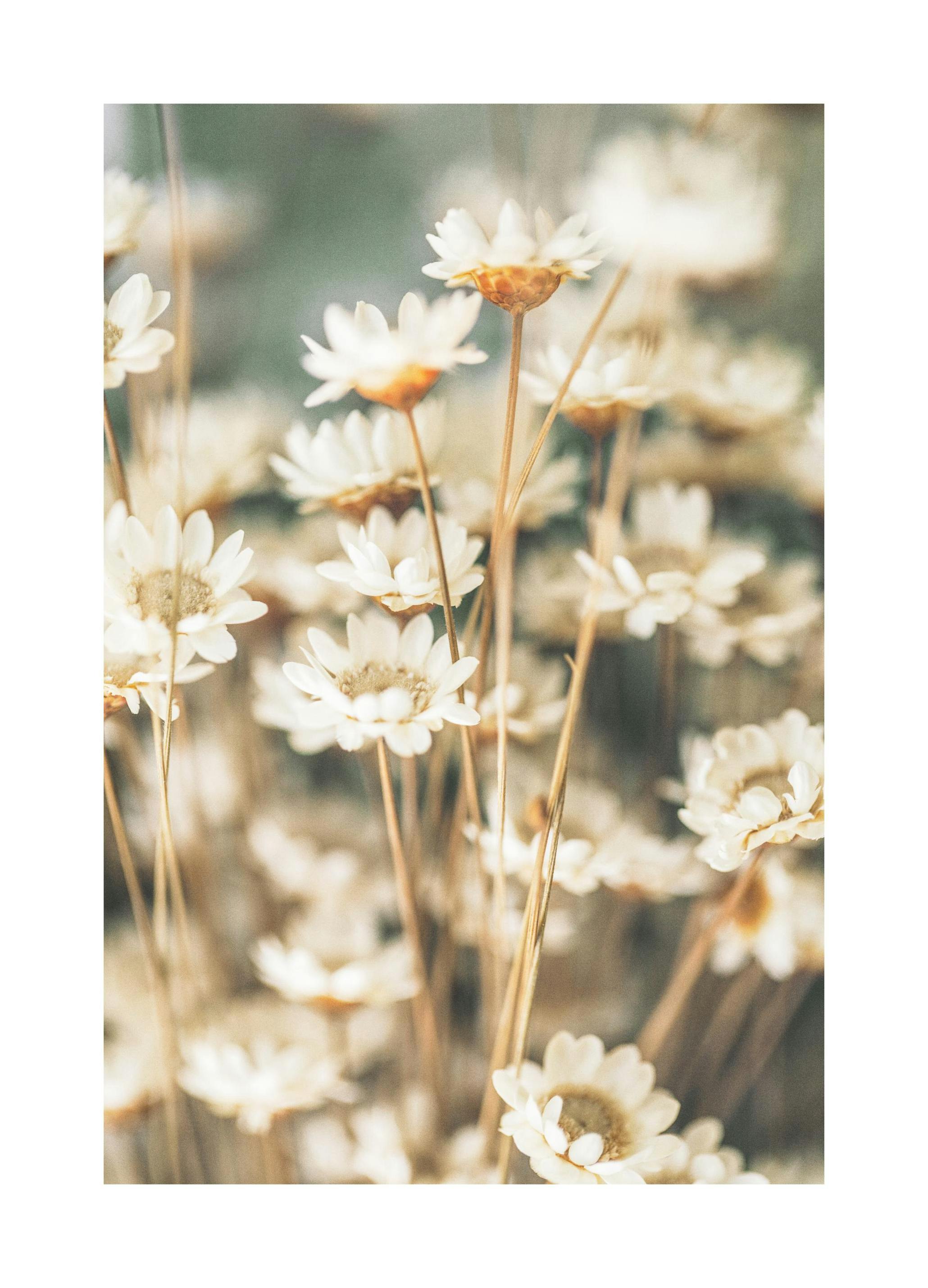 Fiori estivi Poster (50x70 cm) - Poster Store