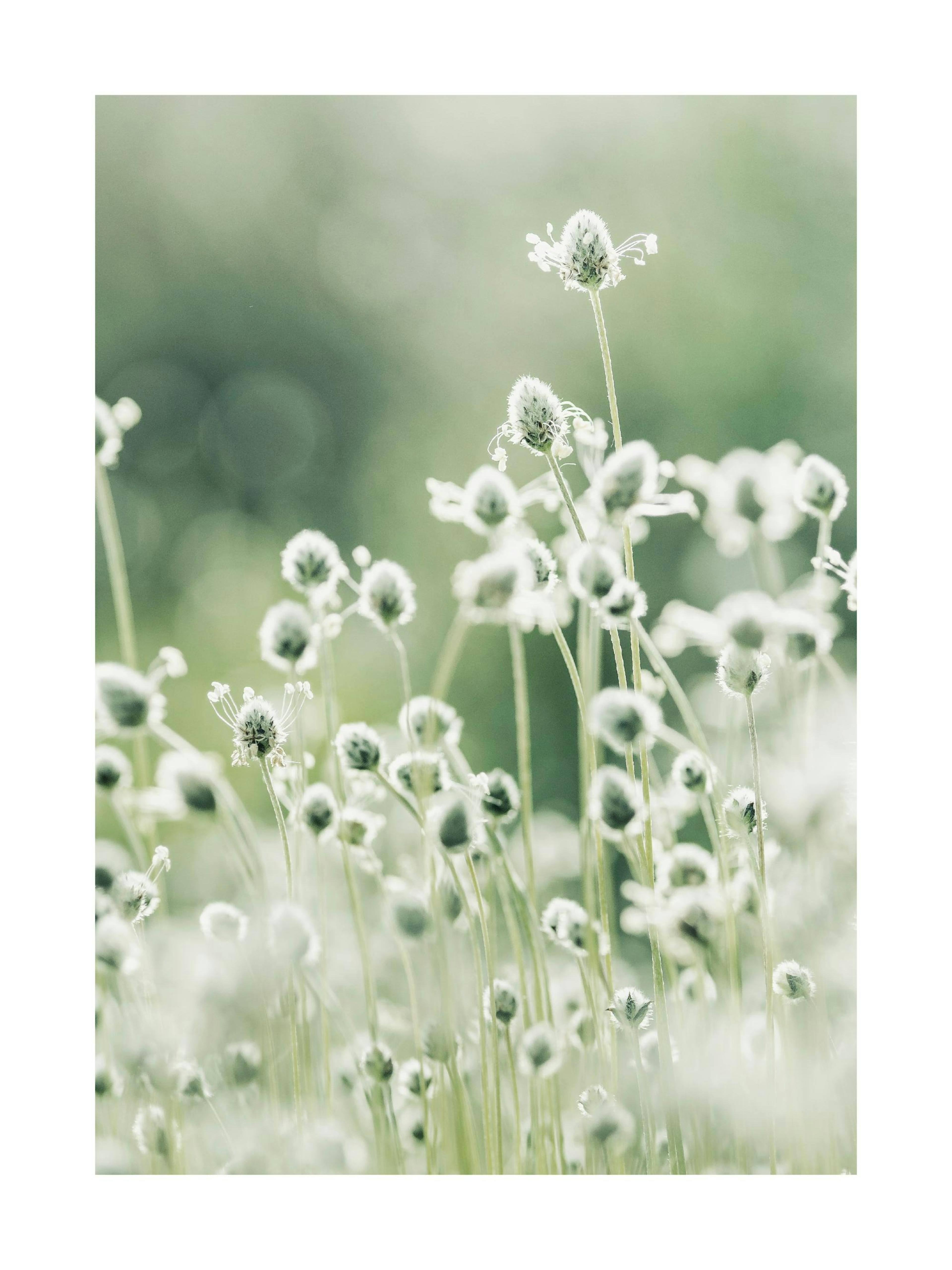 Bourgeons de fleurs Poster 0