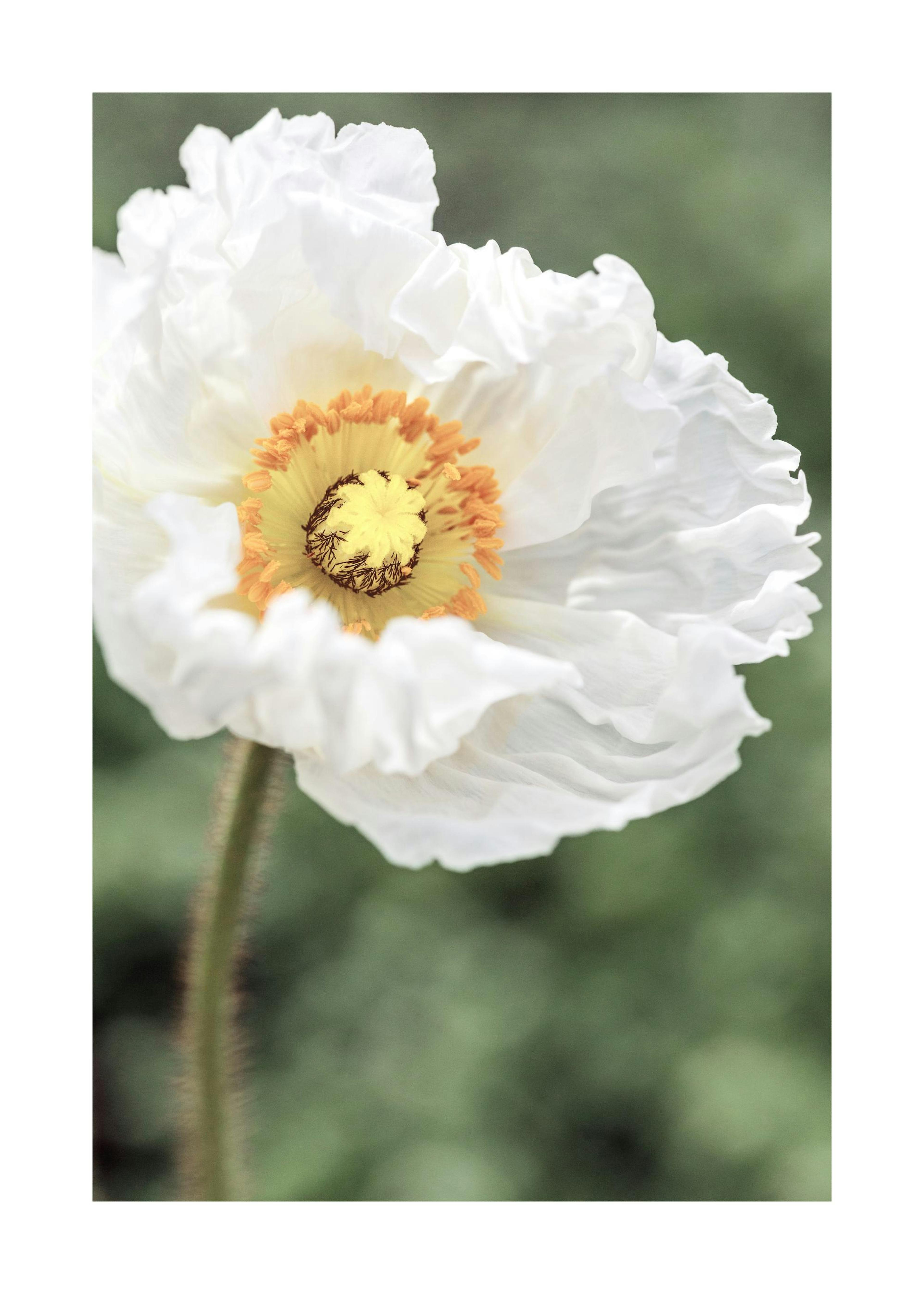 Coquelicot blanc Poster 0