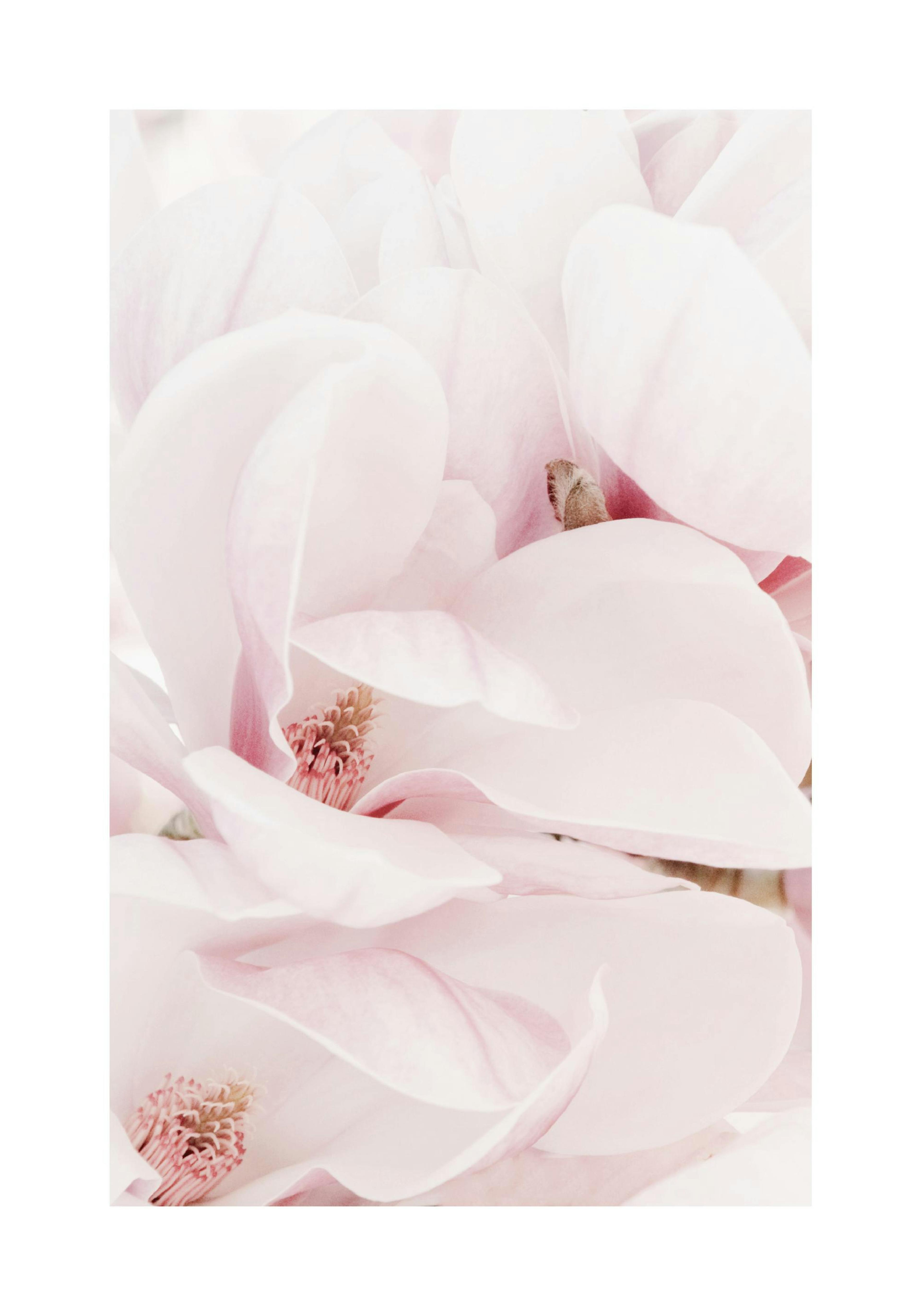 Magnolia Blossoms Poster thumbnail