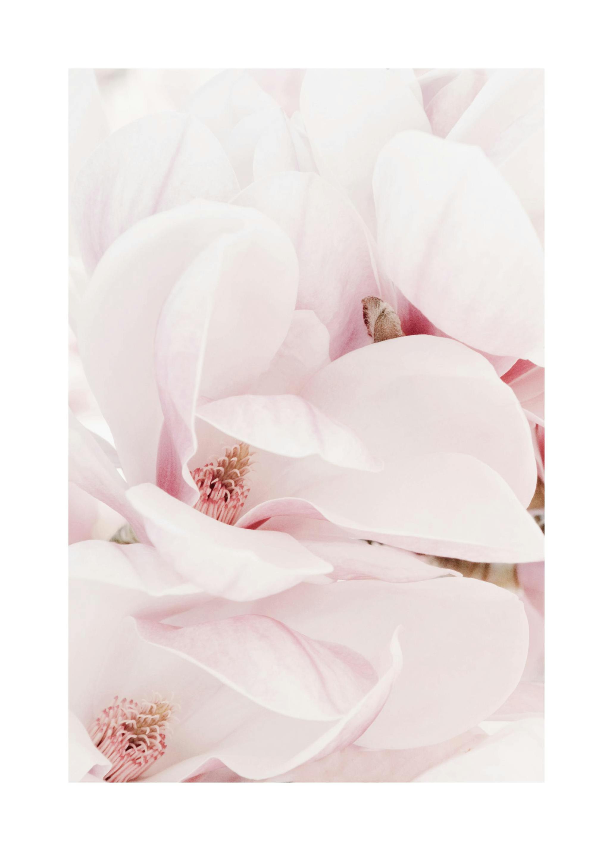 Fiori di Magnolia Poster (21x30 cm) - Poster Store
